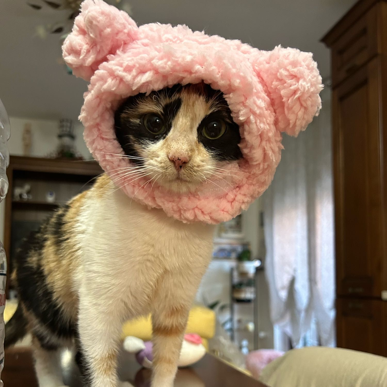 Foto di Mei, il cat