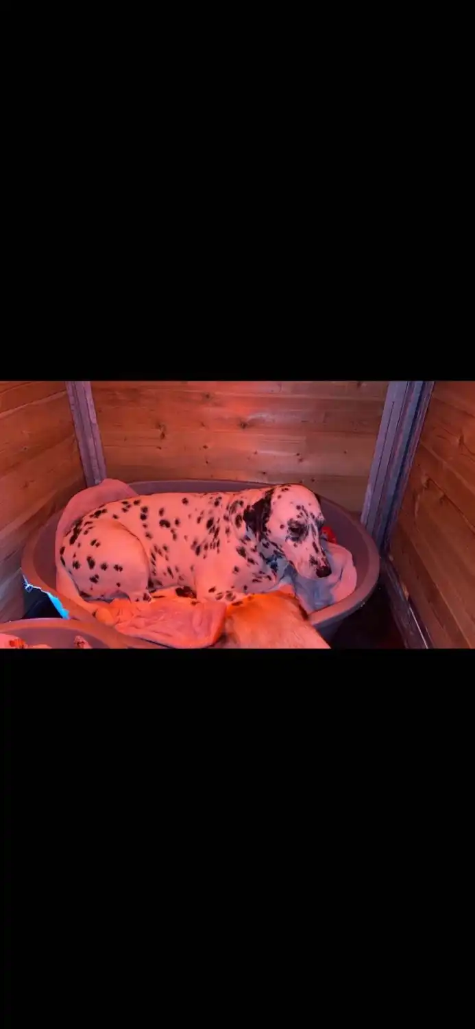 image-9