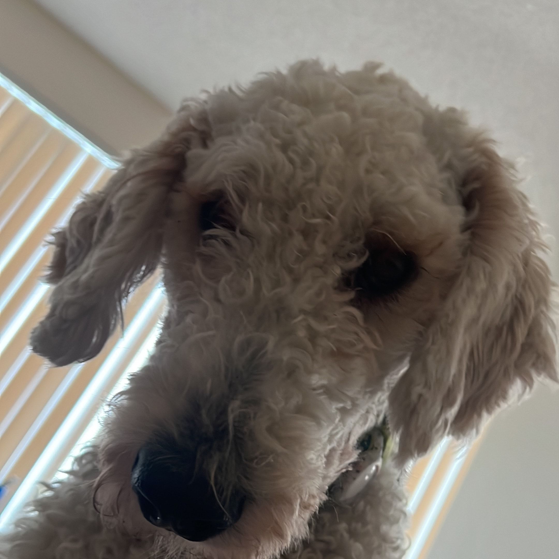 Portrait of Luigi, the dog