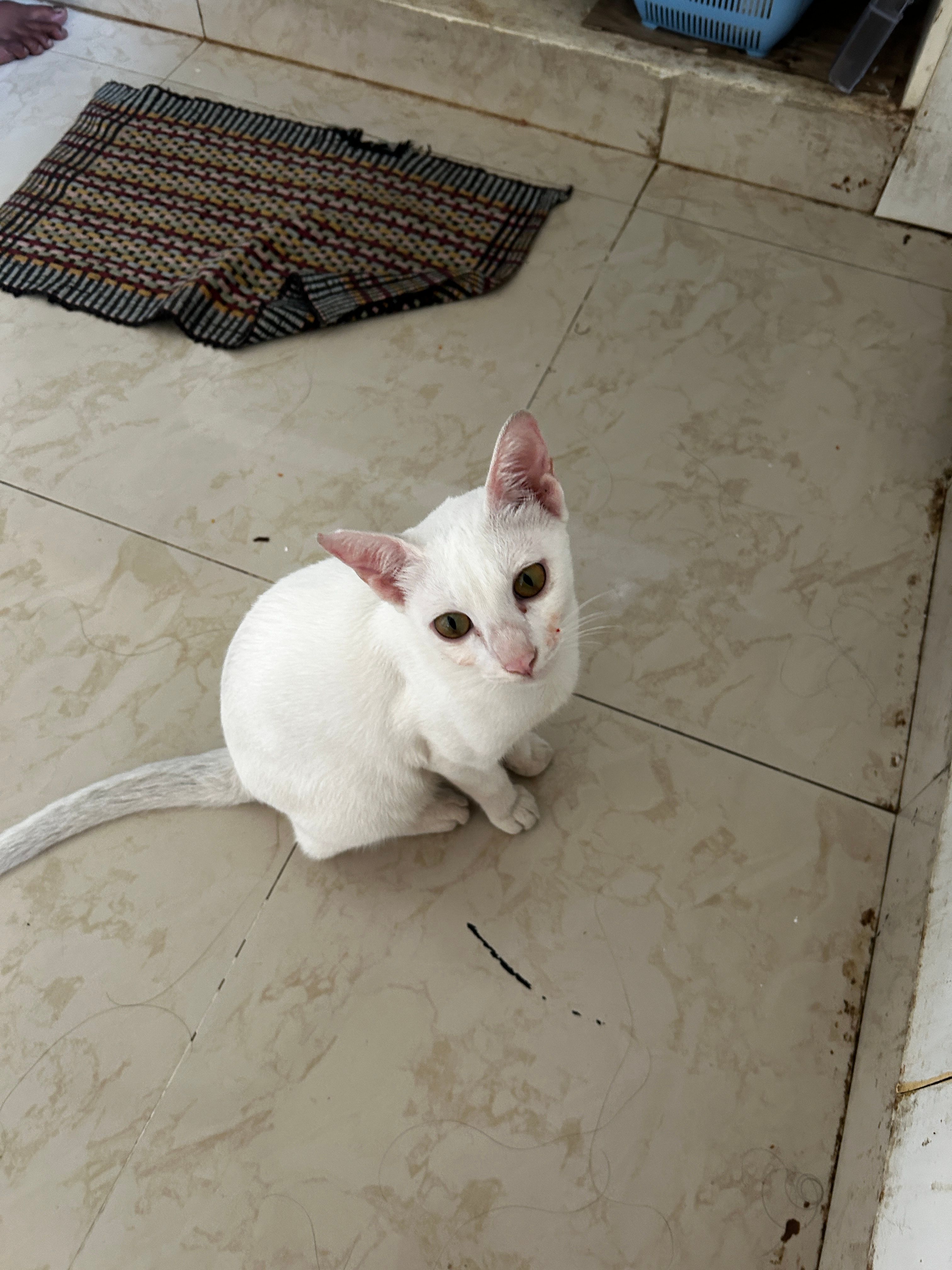 image-7