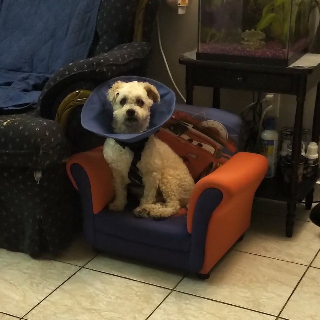 Portrait of Wonder, the dog