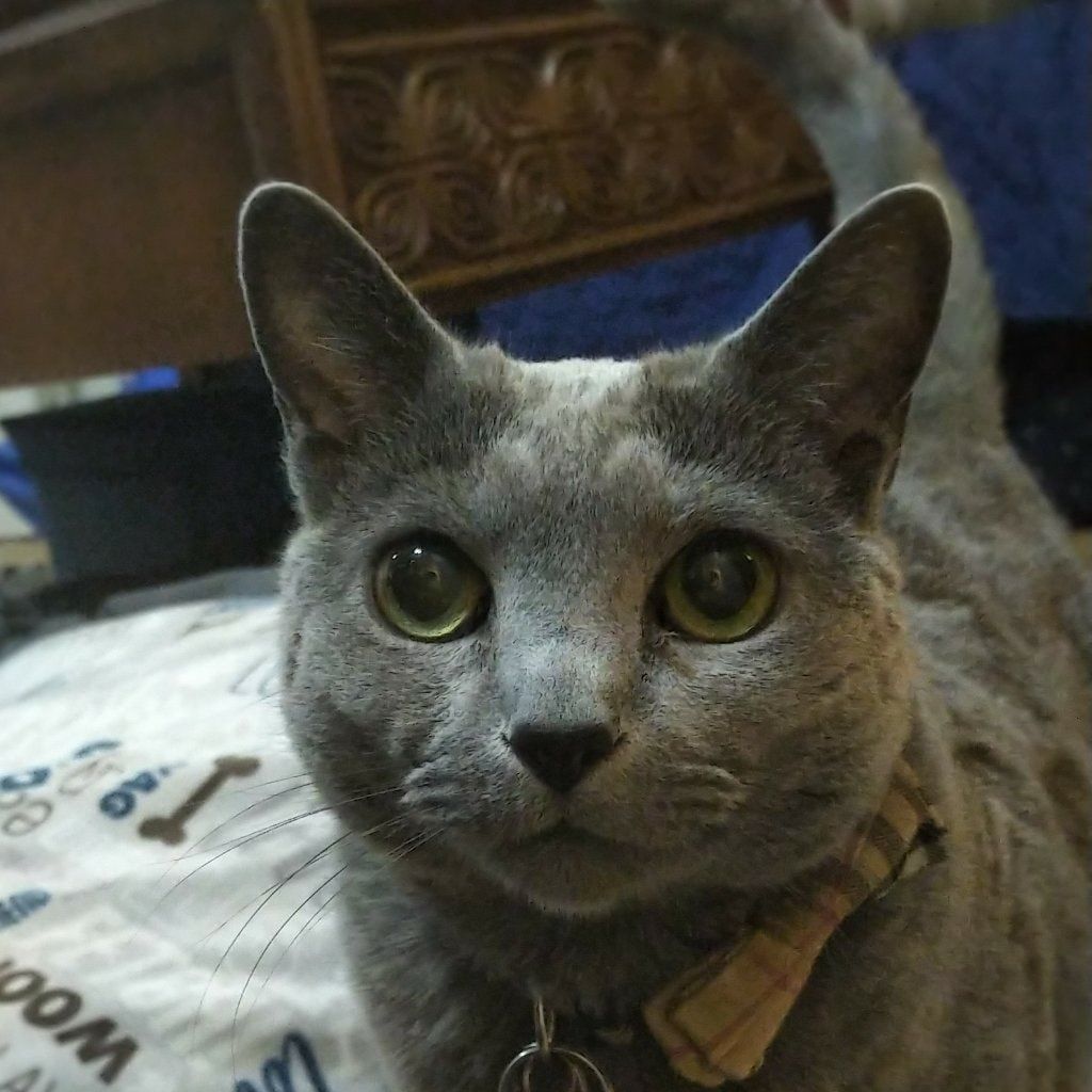 Portrait of MIA, the cat
