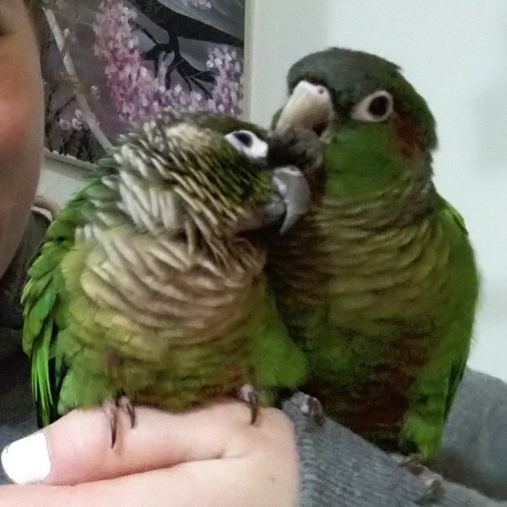 Portrait of Butters and Tuli, the bird