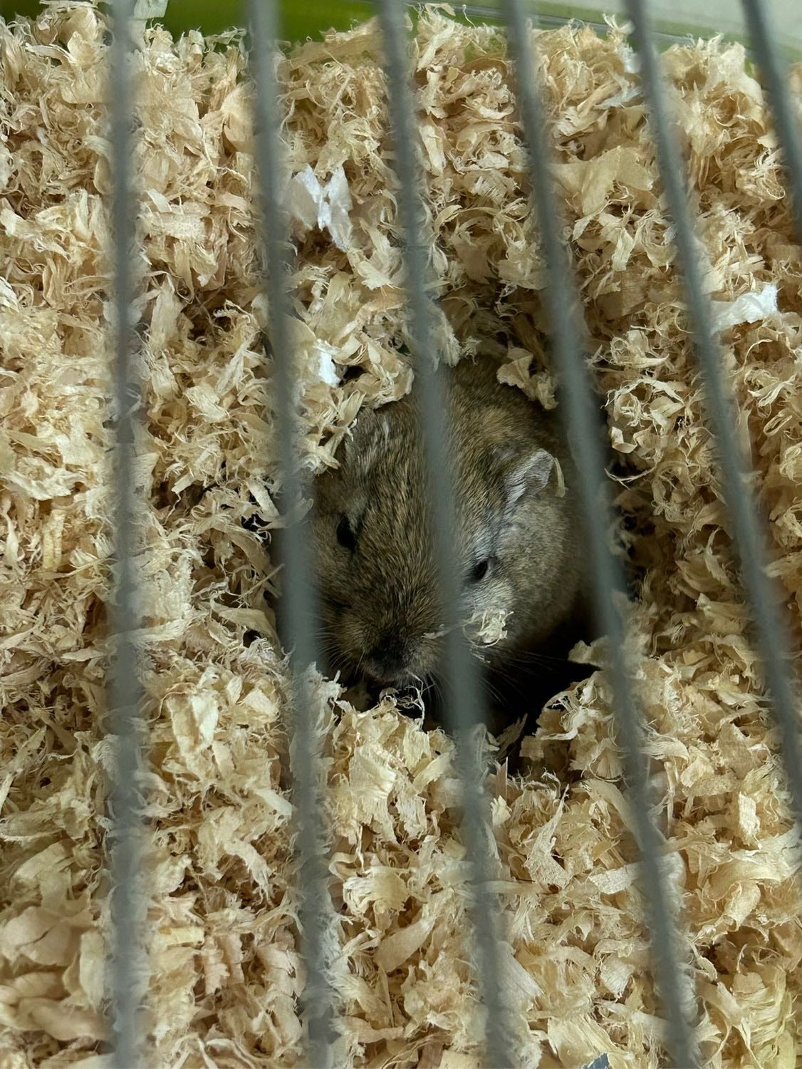 image-7