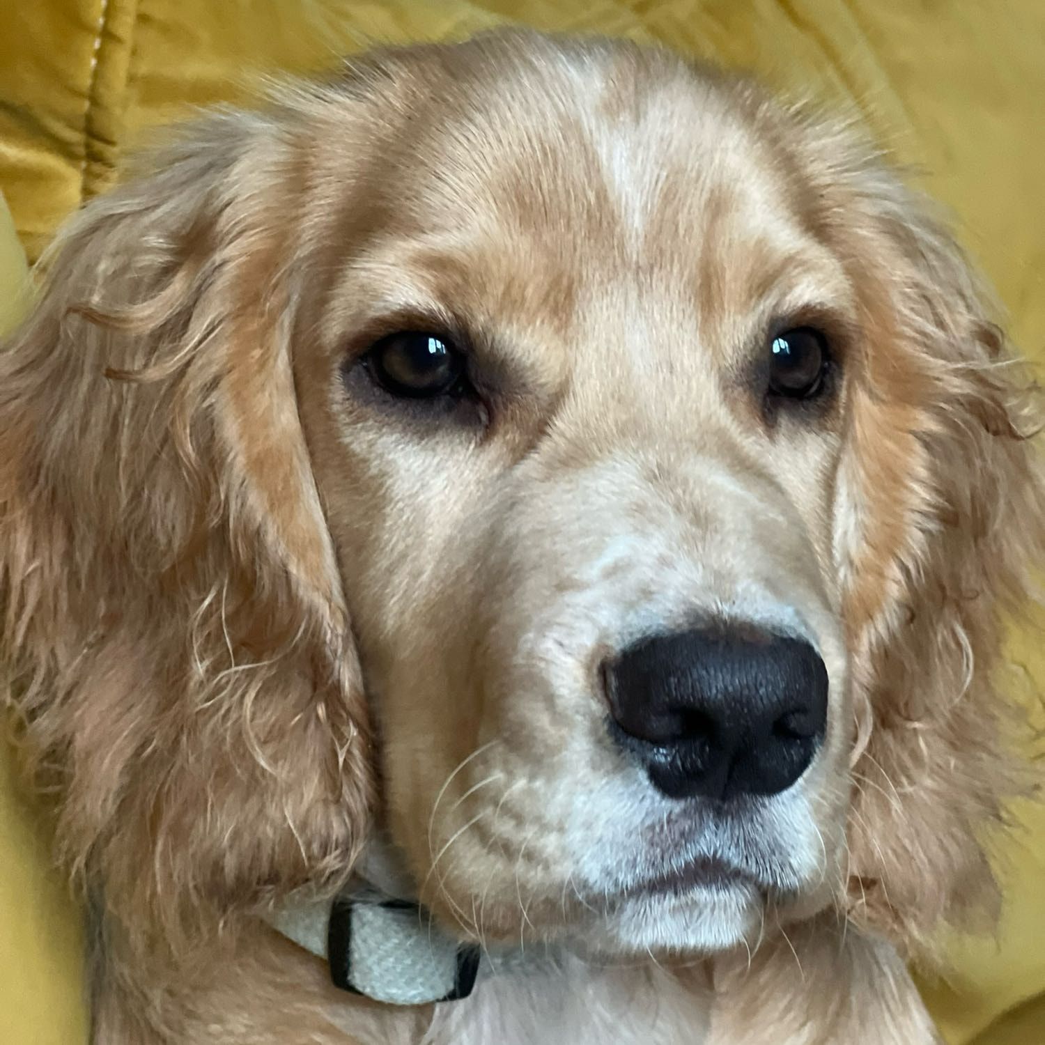 Portrait of Rio, the dog