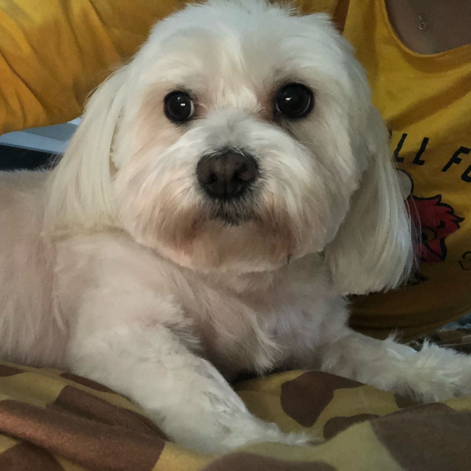 Portät von Lola, dog