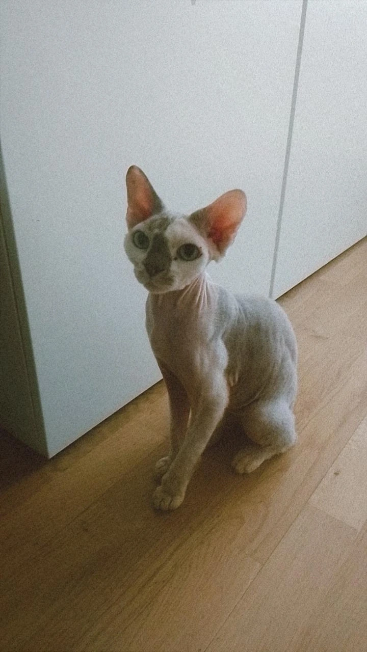 image-5