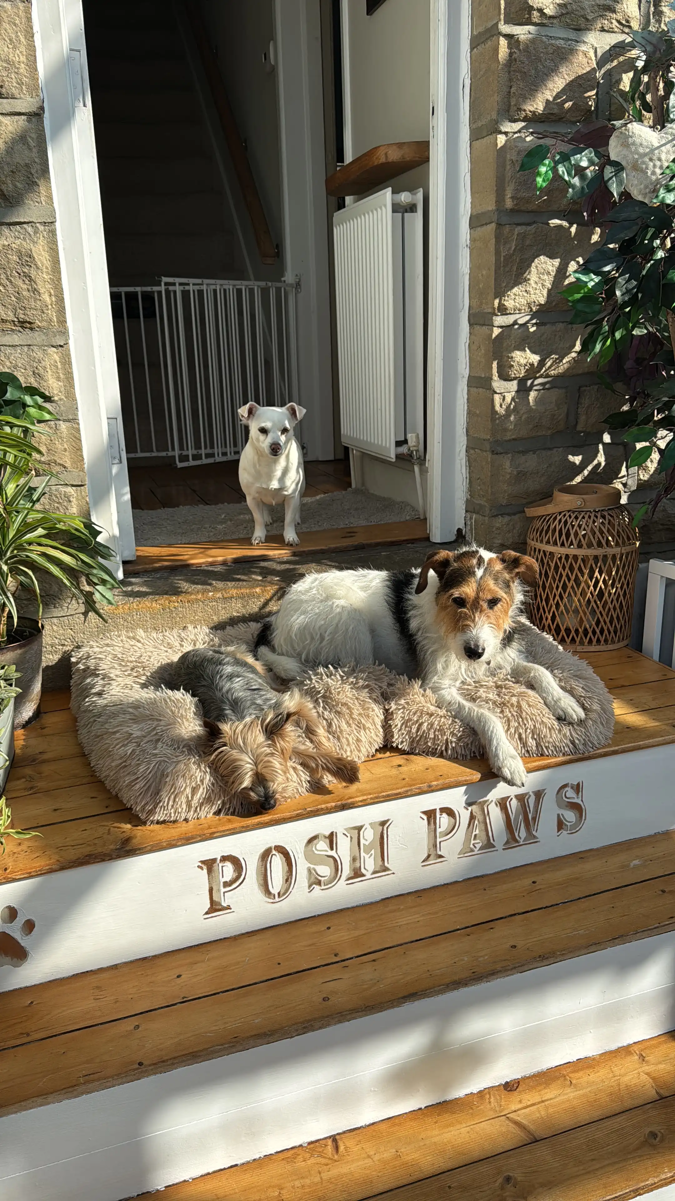 Spa Small Animal Boarding Dog Grooming Dog House Pet Resort Dog