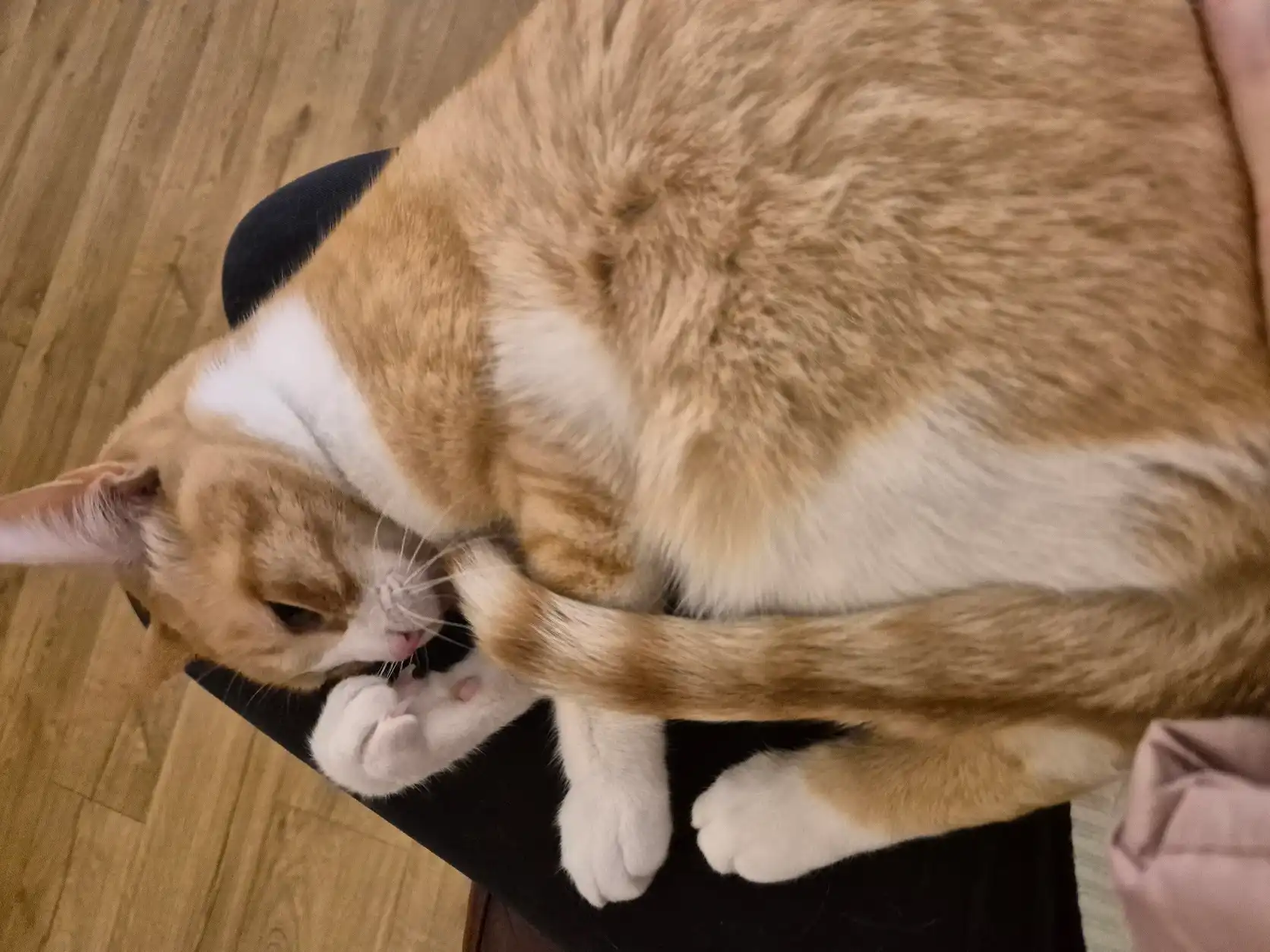 image-20