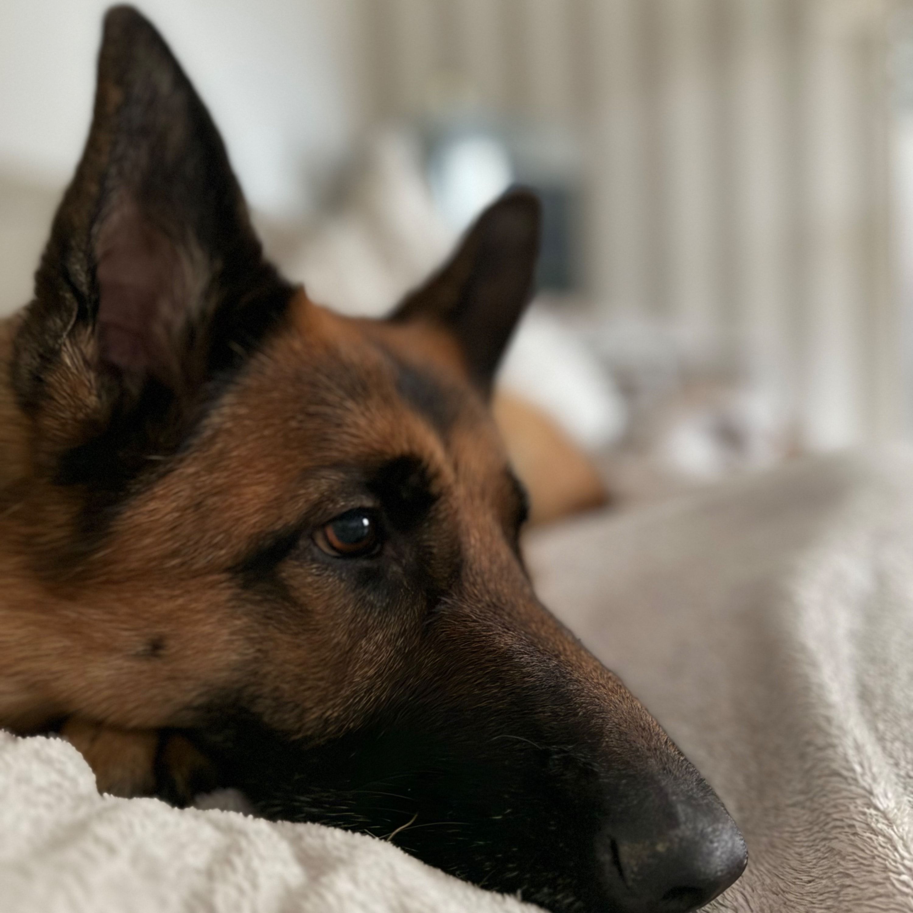 Portrait of Sasha, the dog