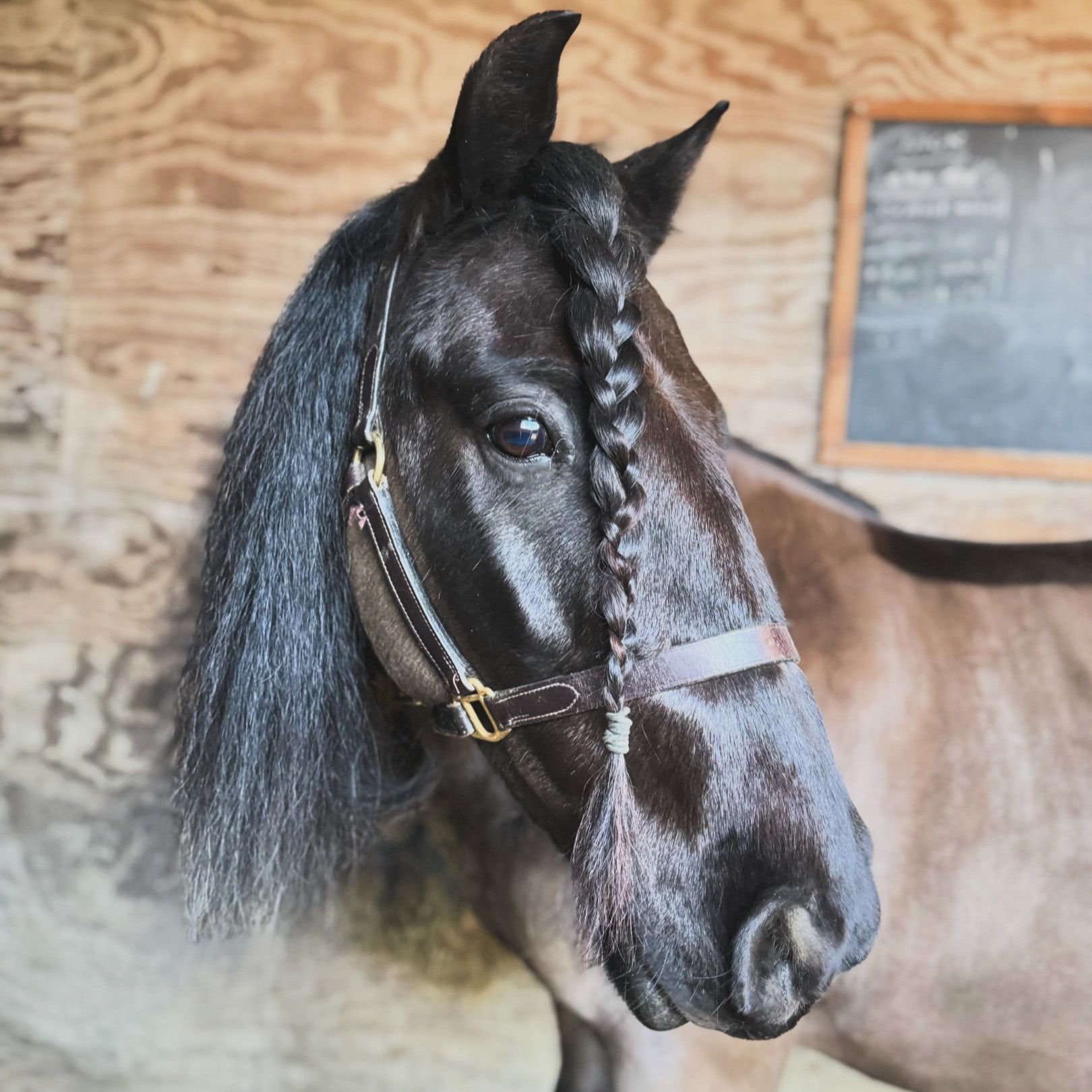 Portrait of Onyx, the horse