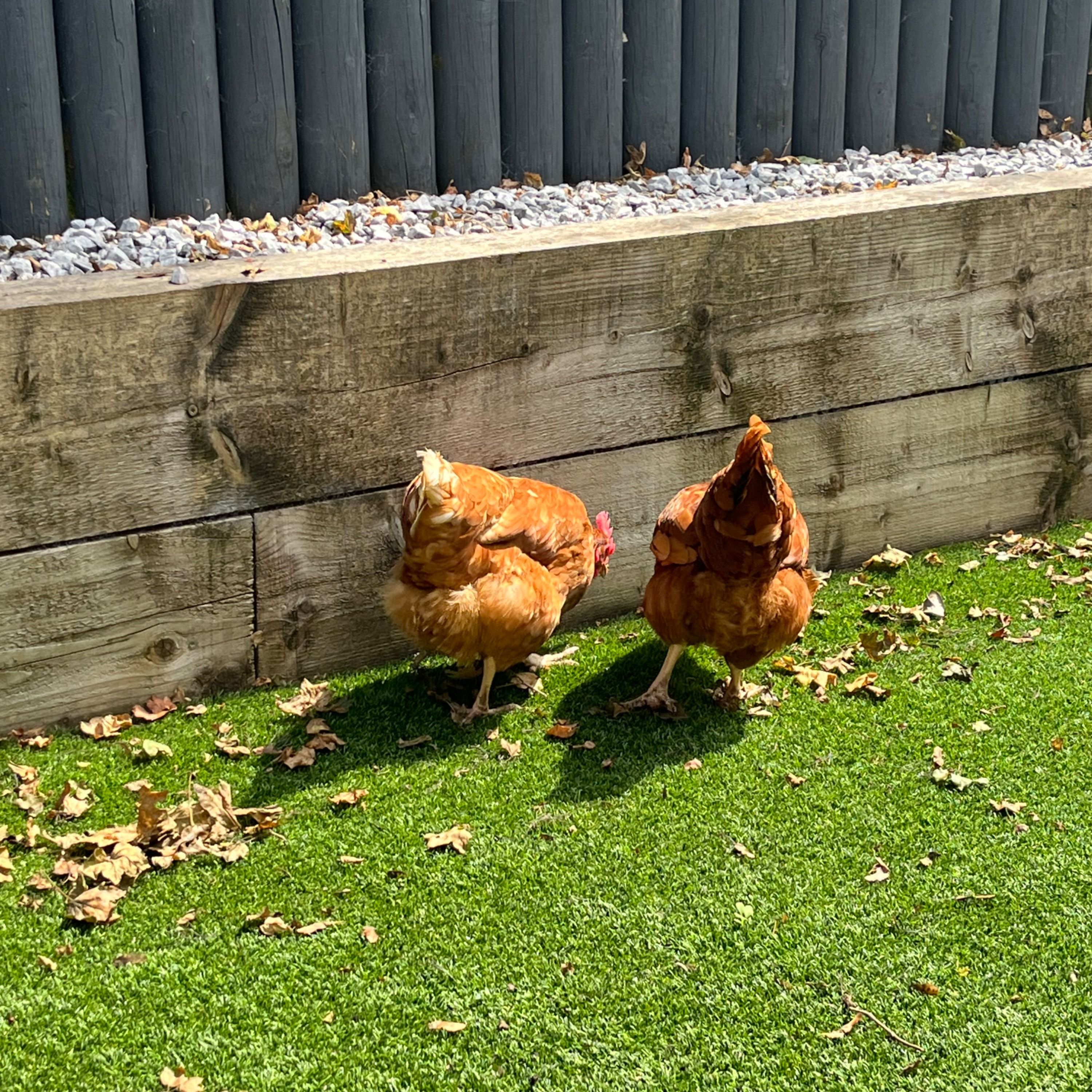 Portrait of Henny Penny and Henrietta, the farmAnimal