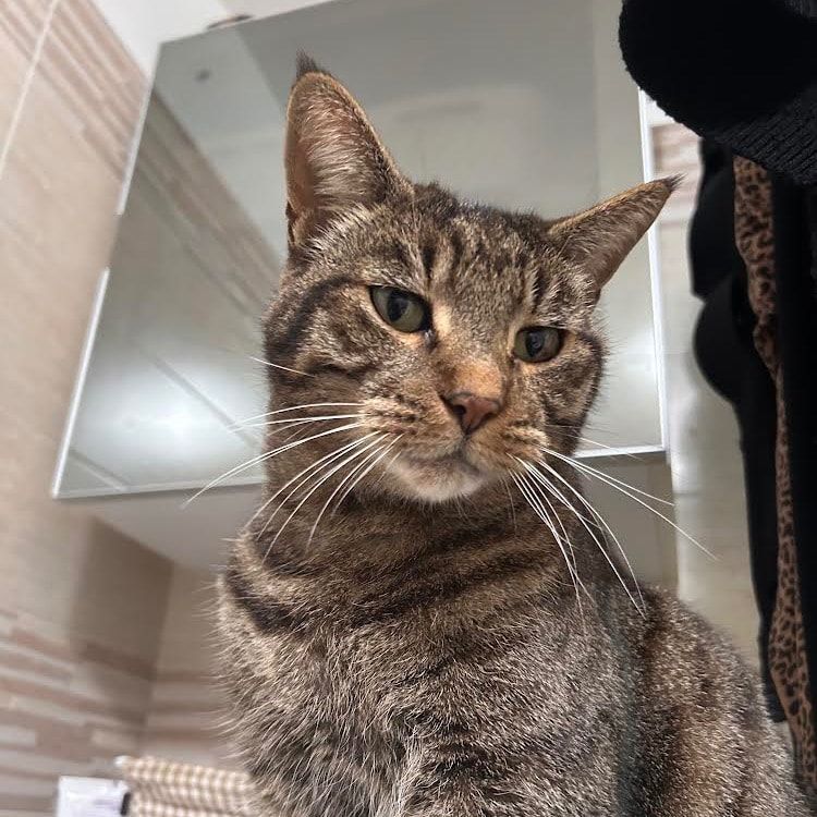 Foto di Pepe, il cat