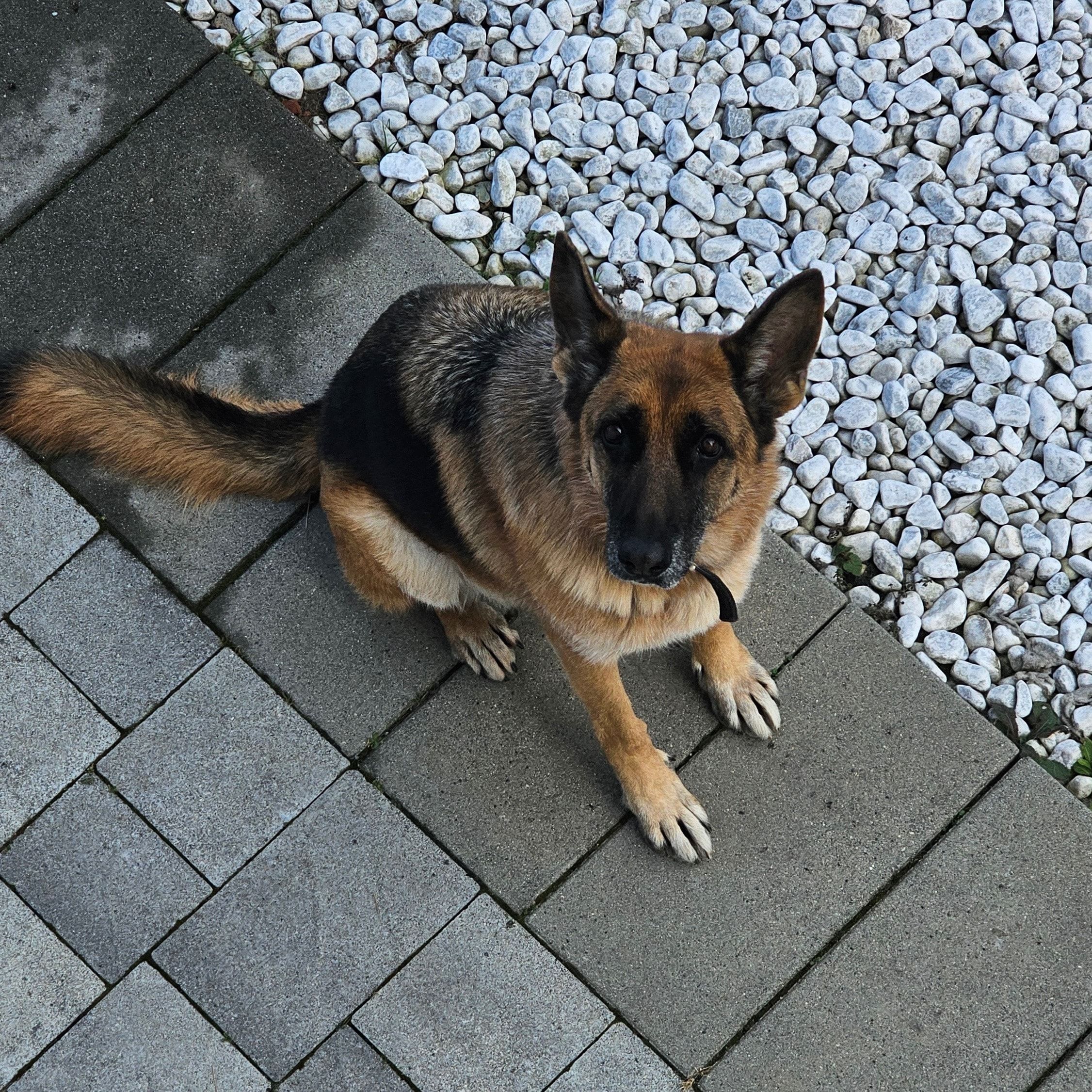 Foto di Cloe, il dog