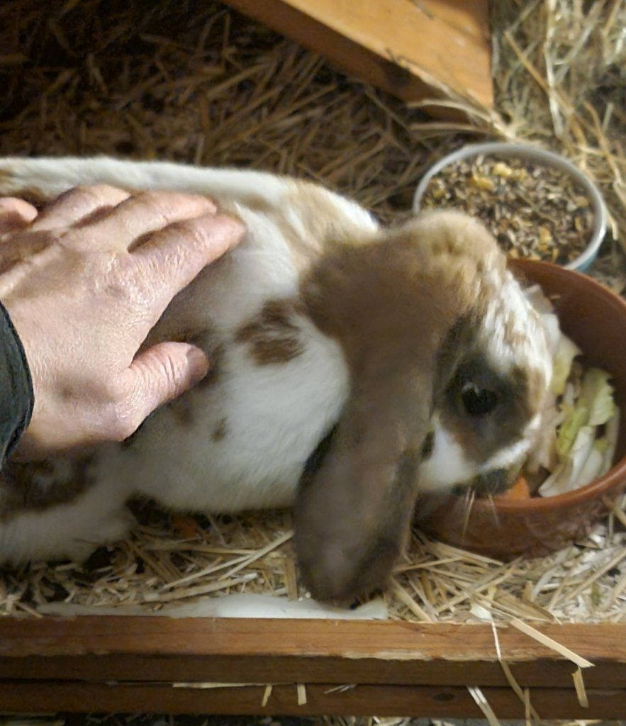 image-7