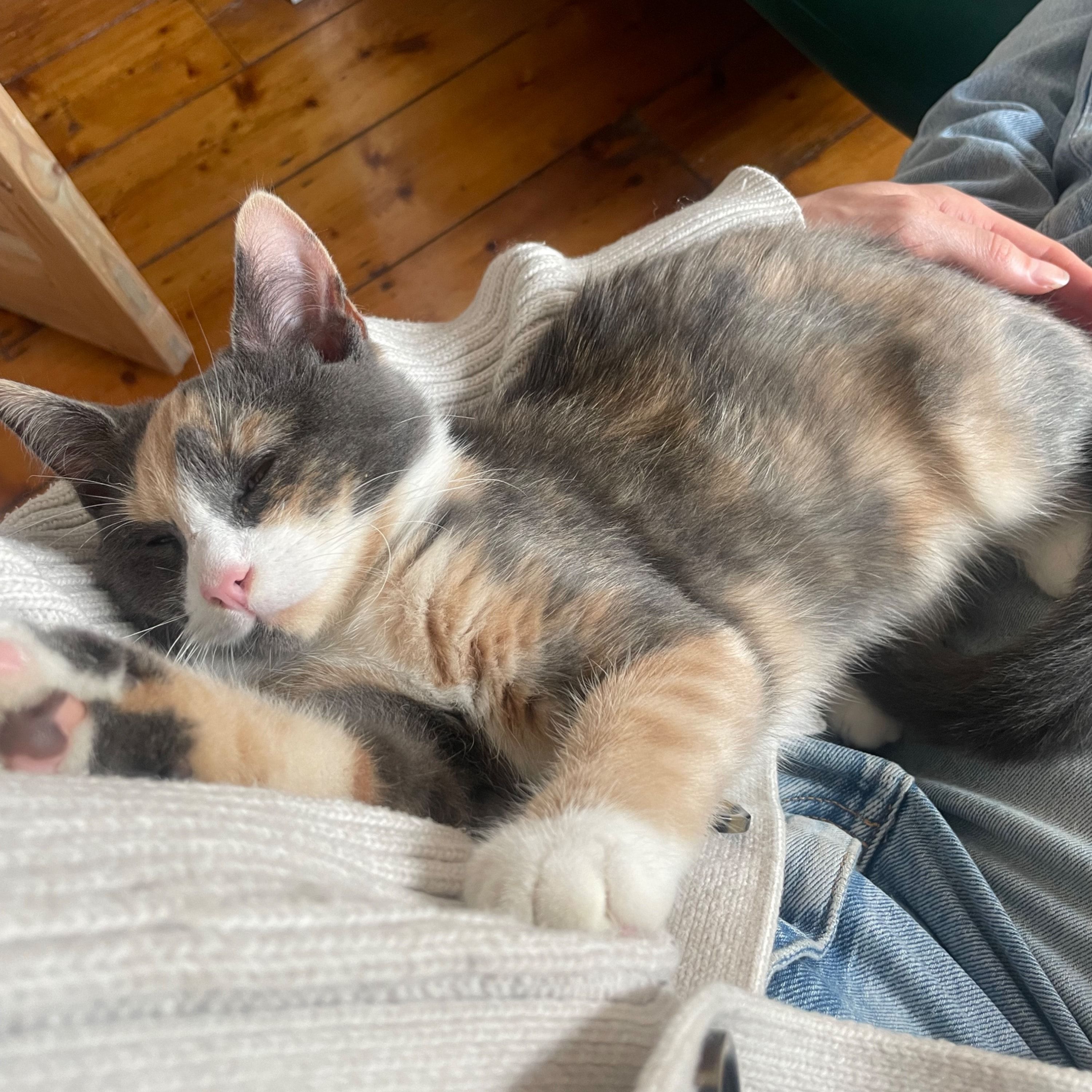 Portrait of Luna, the cat