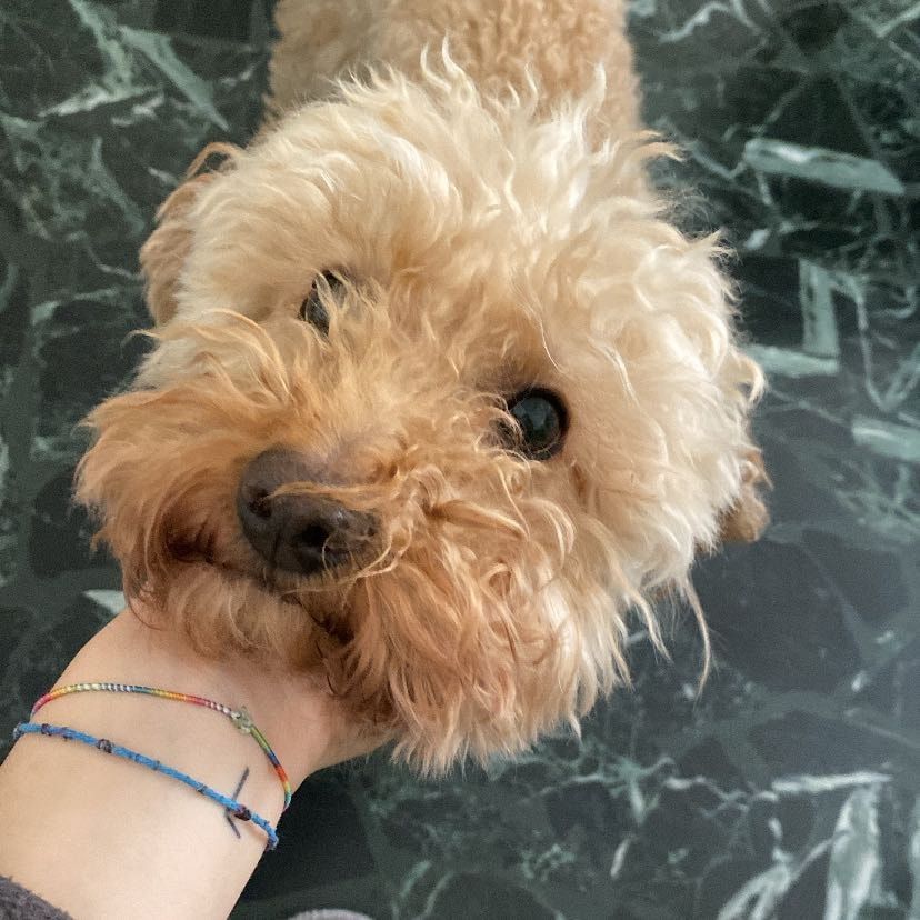 Foto di Leo, il dog