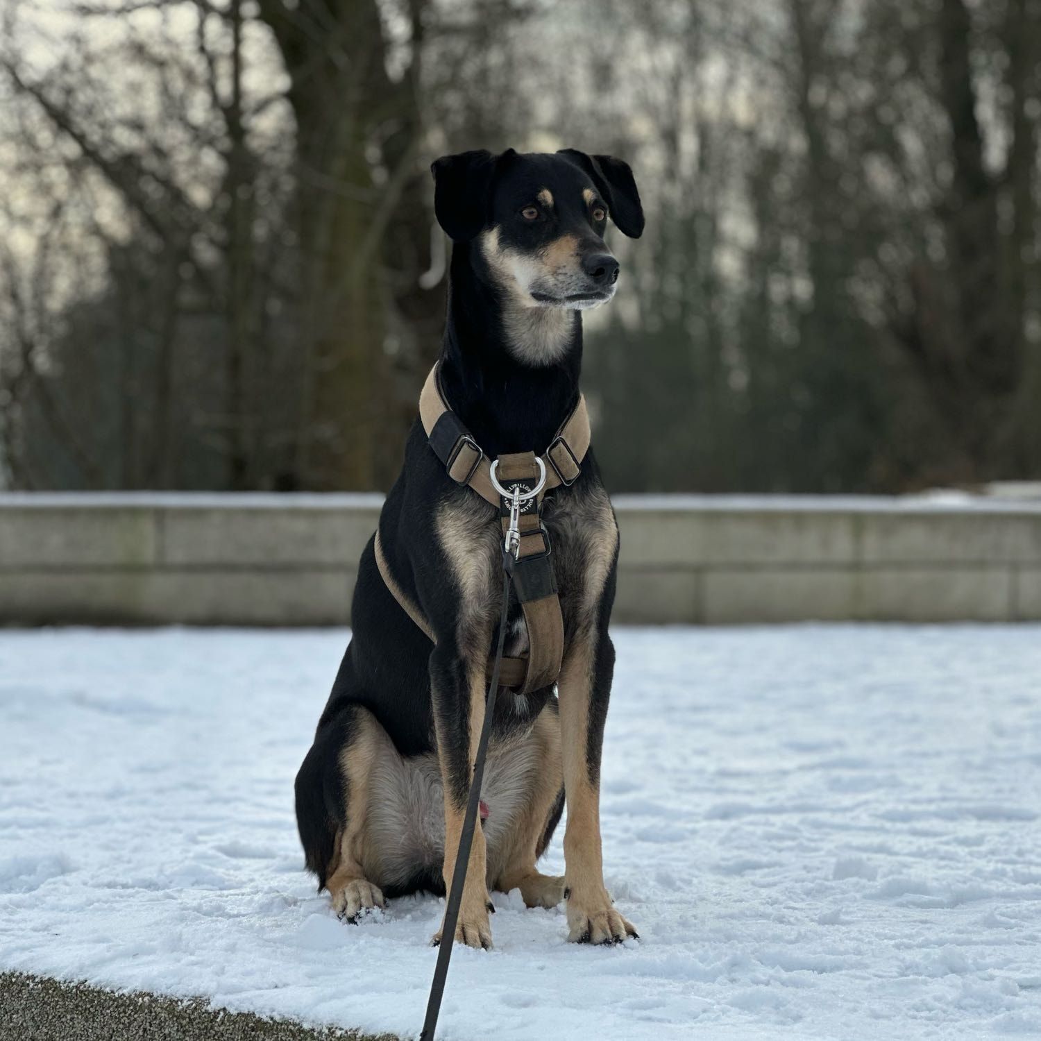 Portretfoto van Joep , de dog