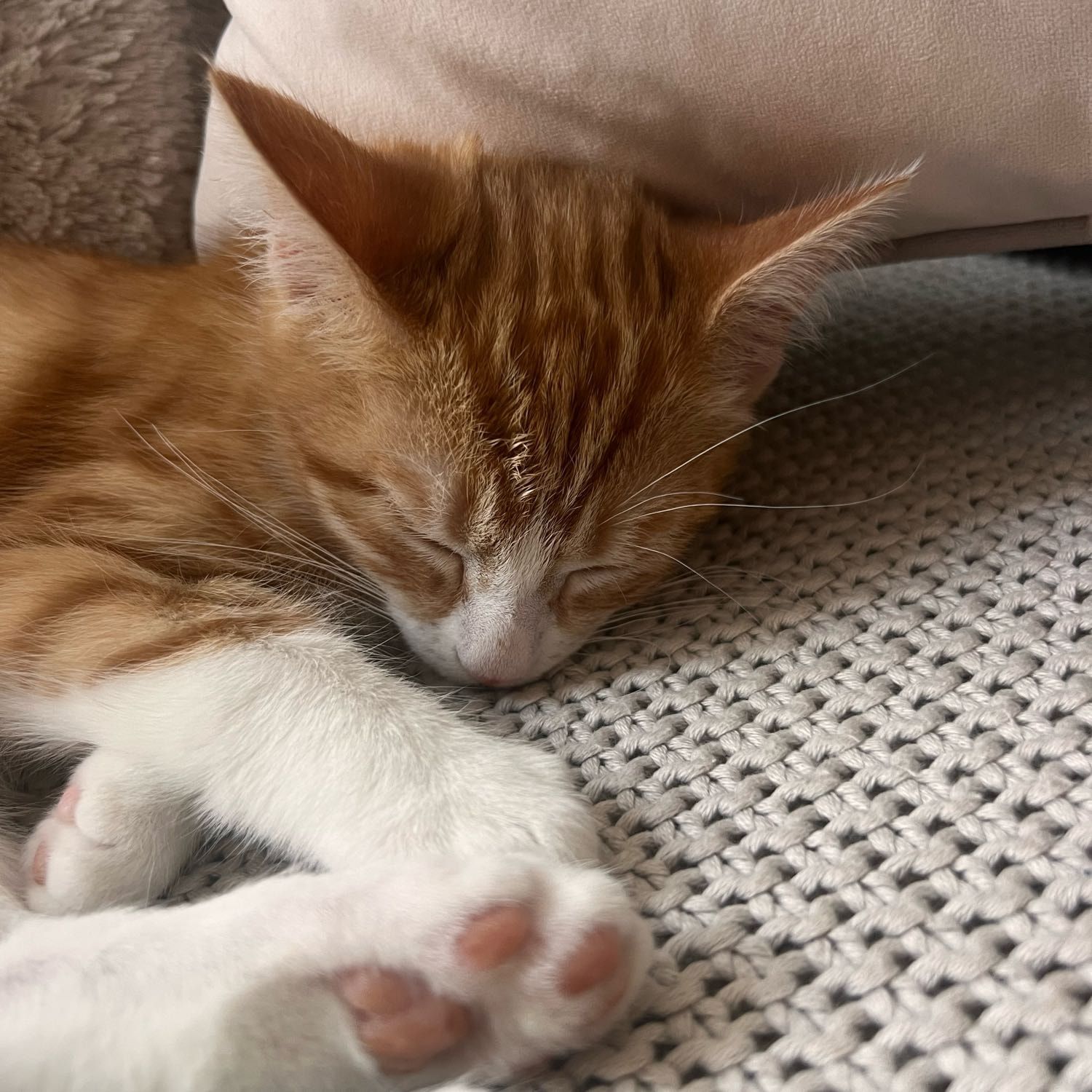 Portrait of Louis, the cat
