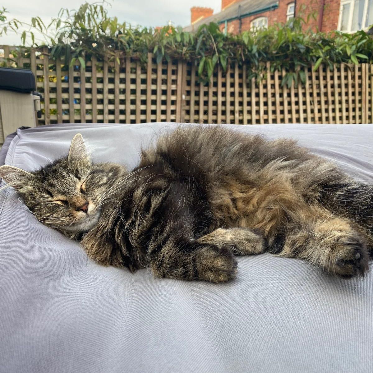 Portrait of Bobbi, the cat