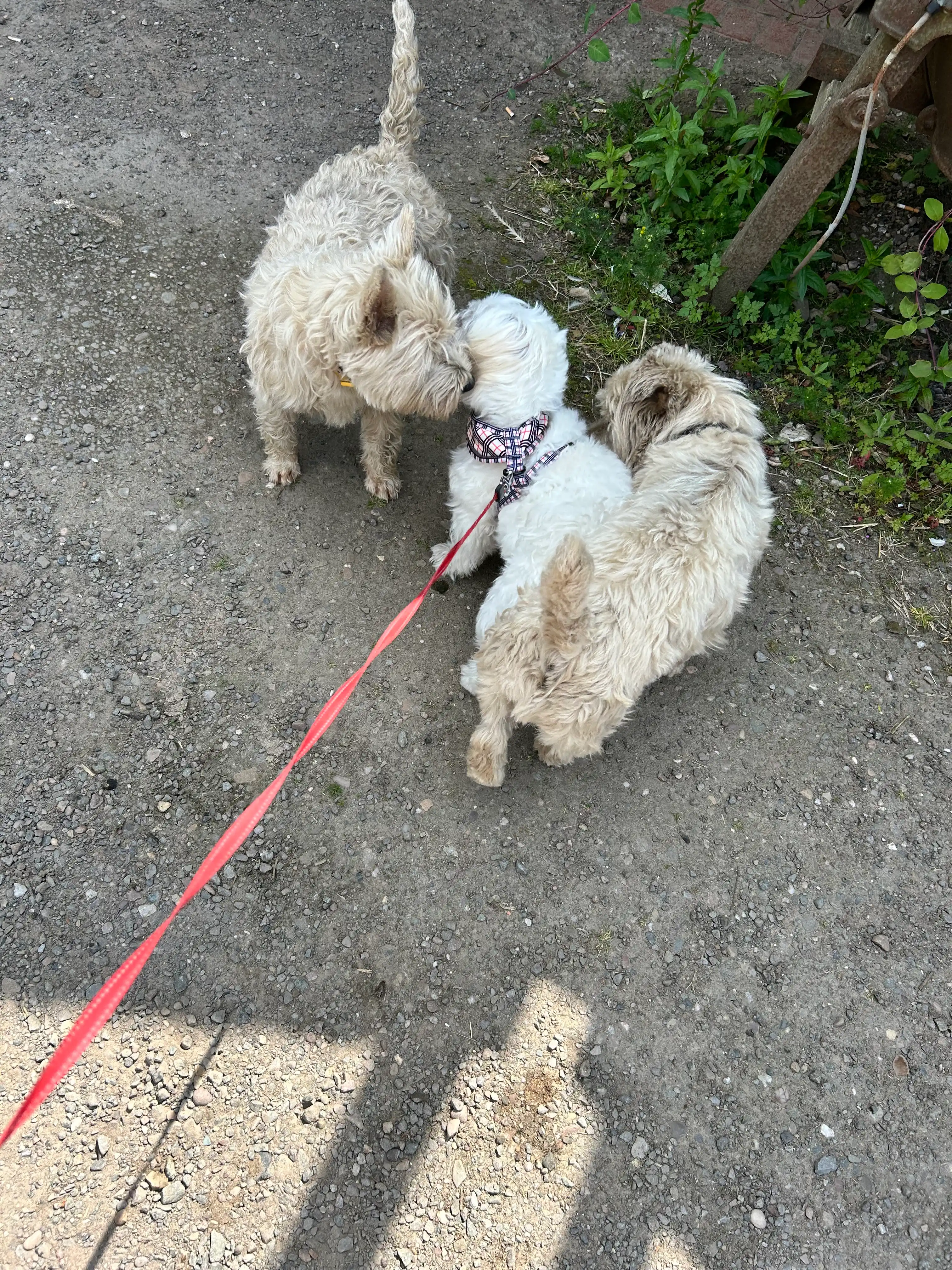 image-7