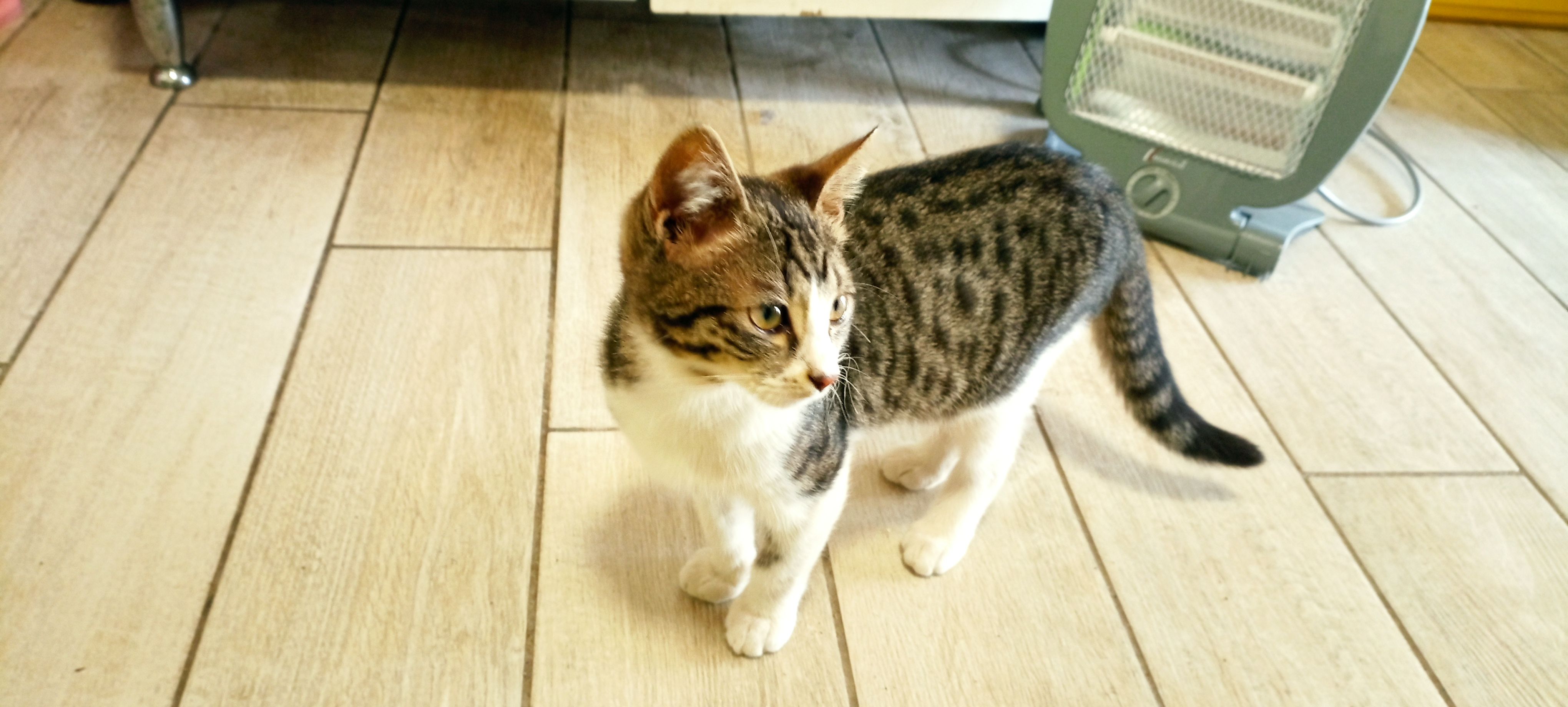 image-7