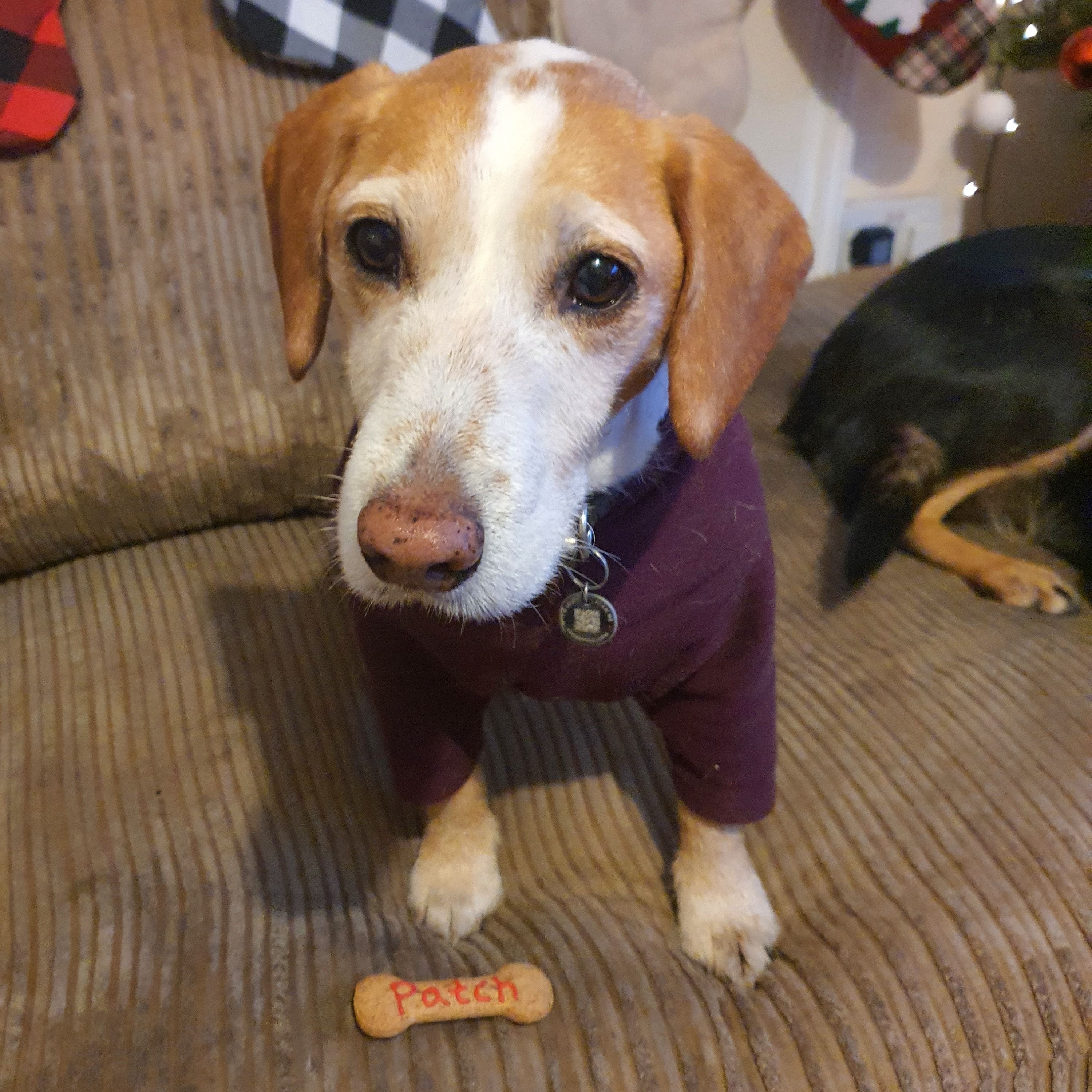 Portrait of Patch, the dog