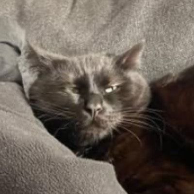 Portrait de Stoffel, la cat