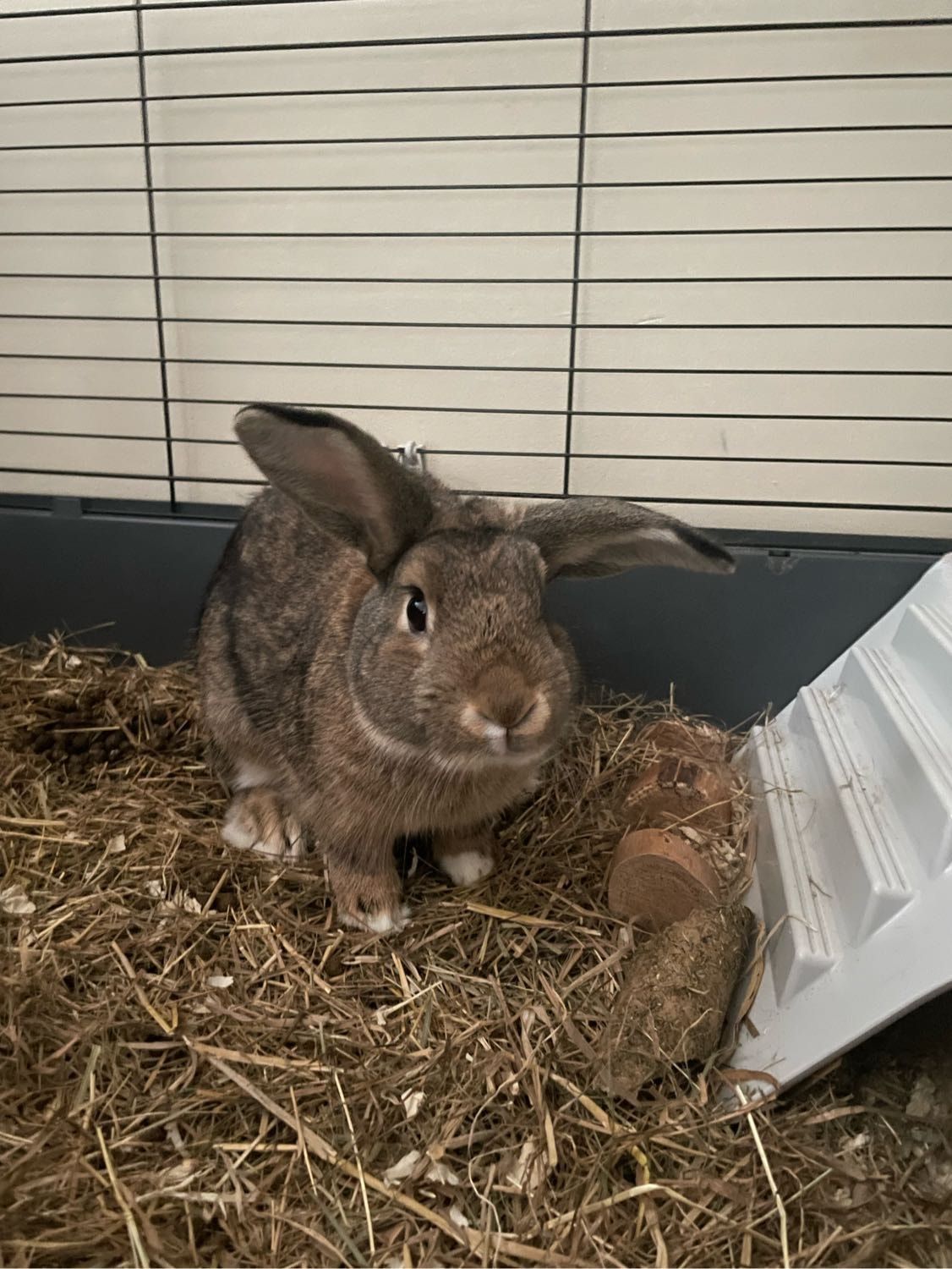 image-11