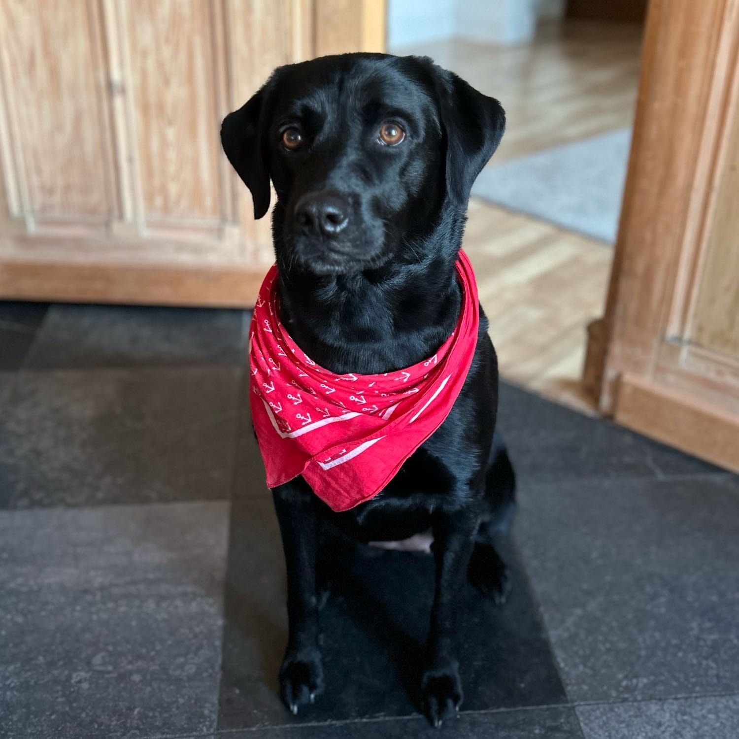 Portretfoto van Lucy, de dog