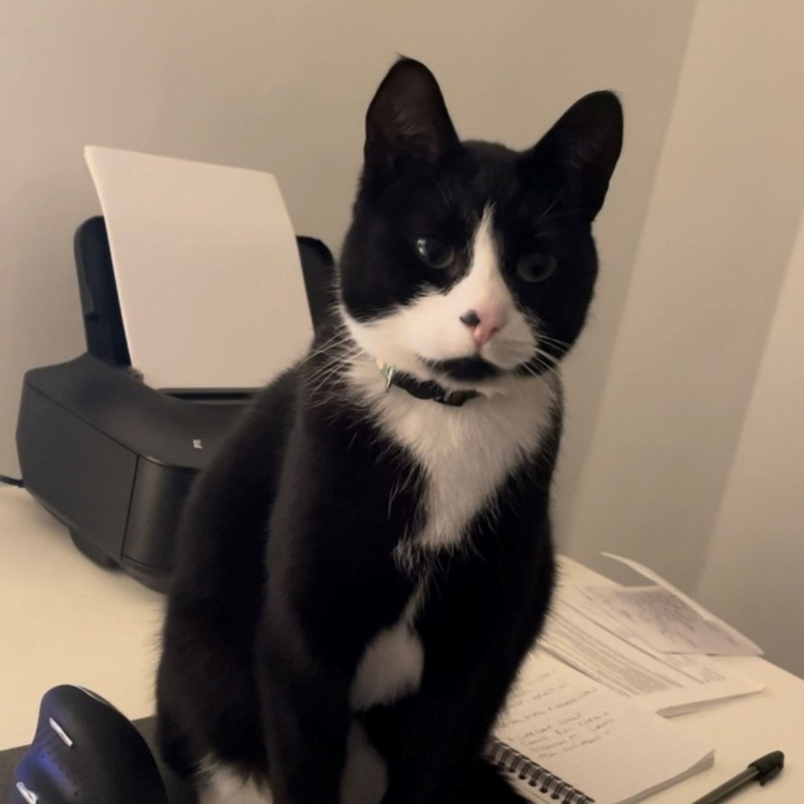 Portrait of Gary, the cat