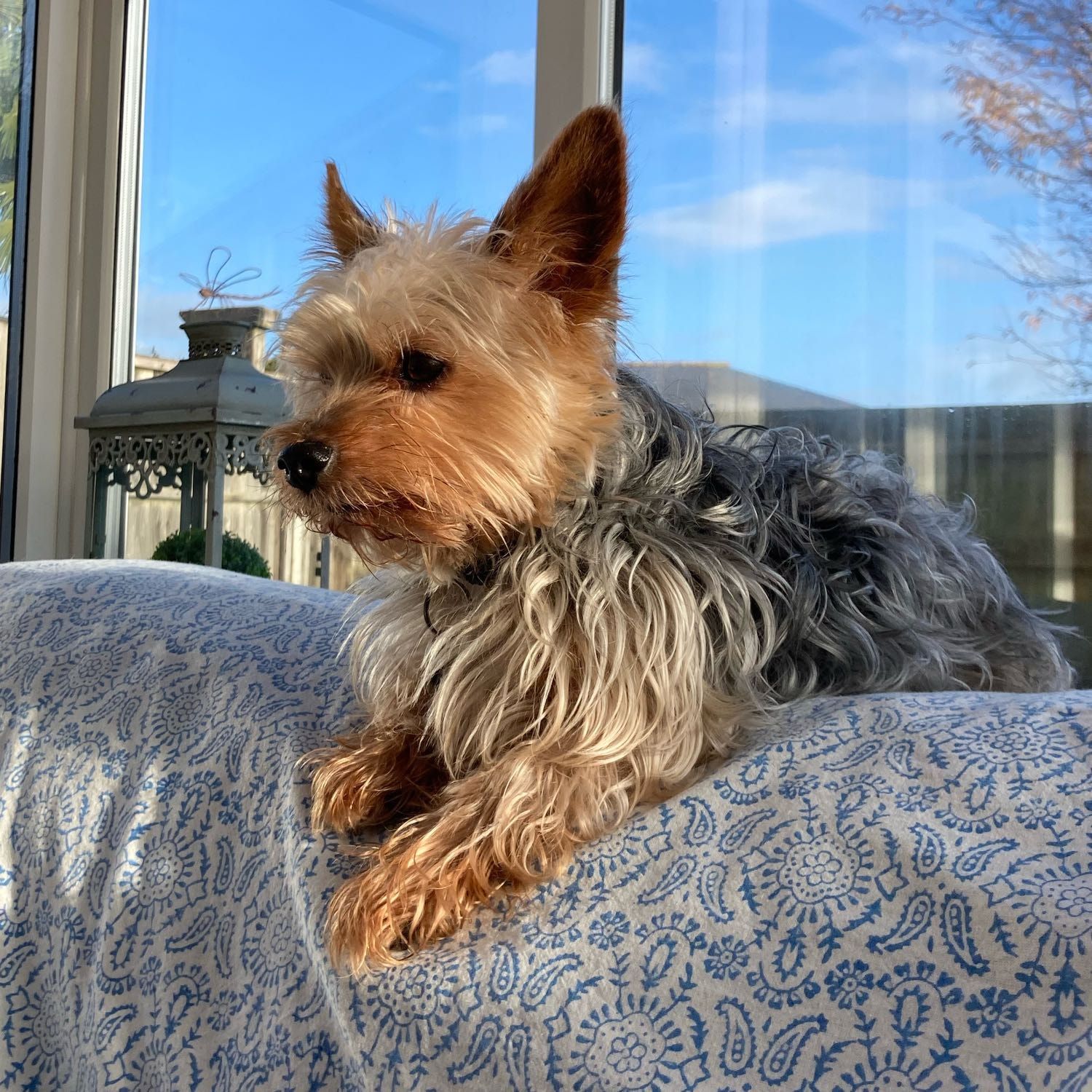 Portrait of Pixel, the dog