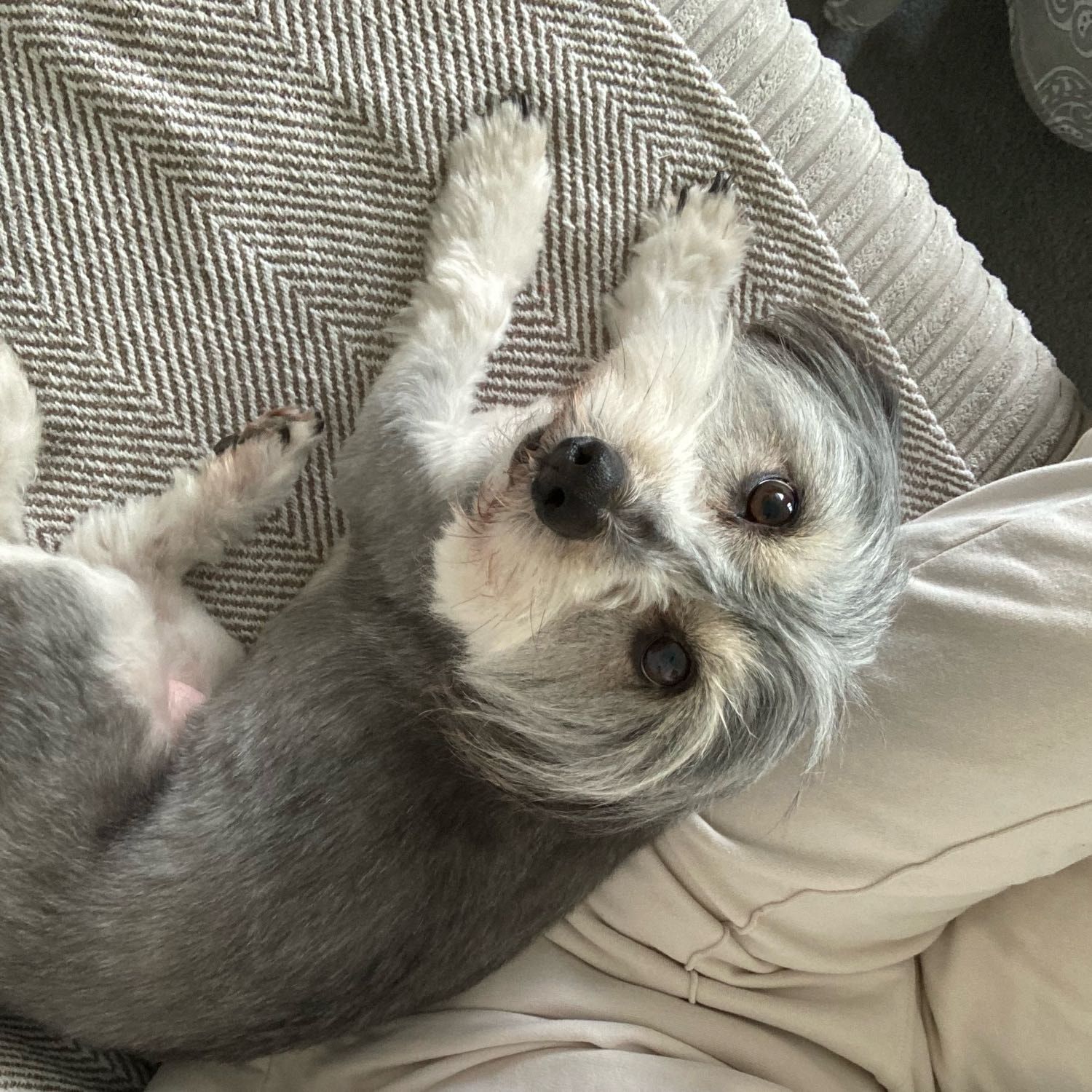Portrait of Missy, the dog