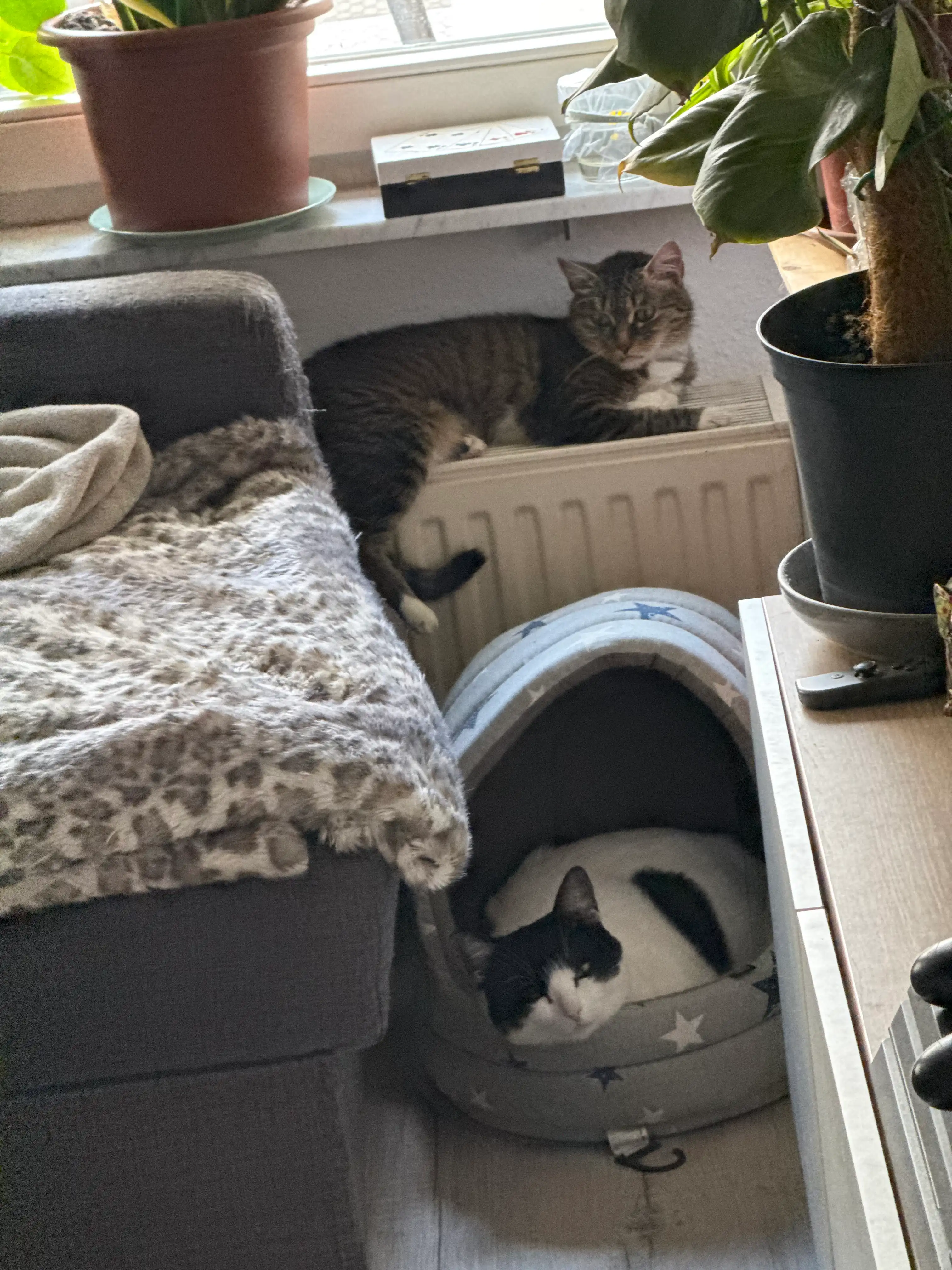 image-15