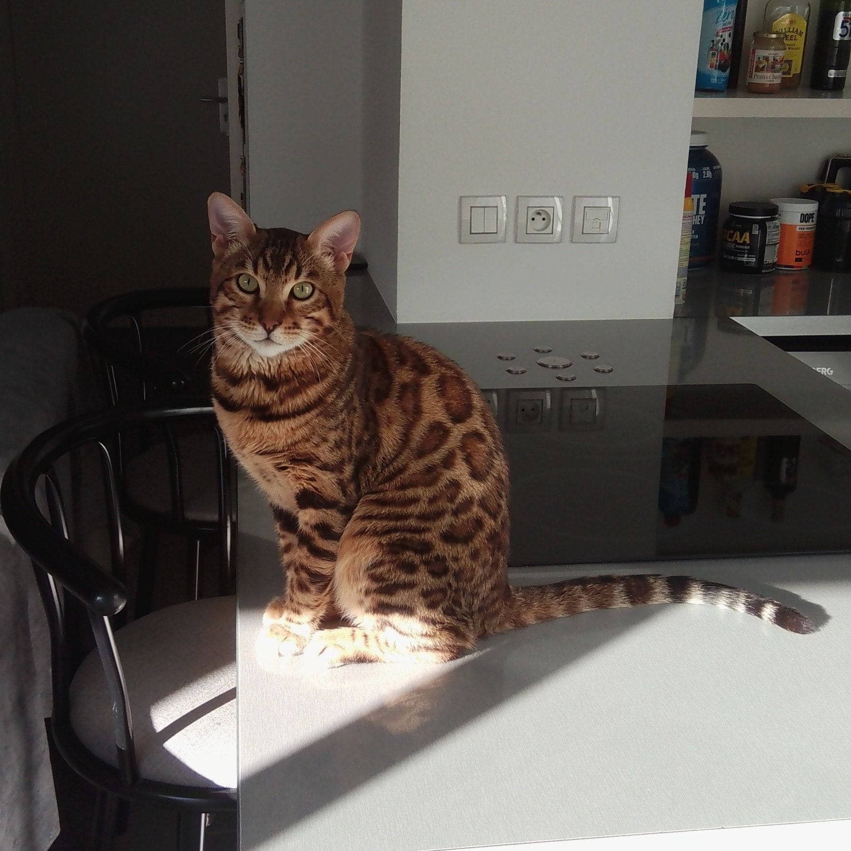 Portrait de Venom, la cat