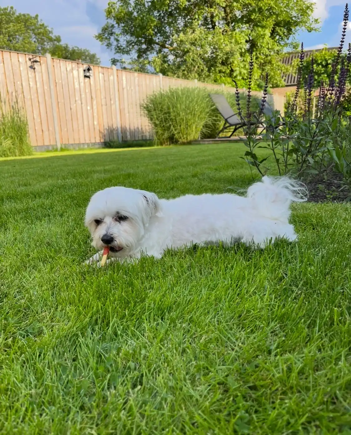 image-7