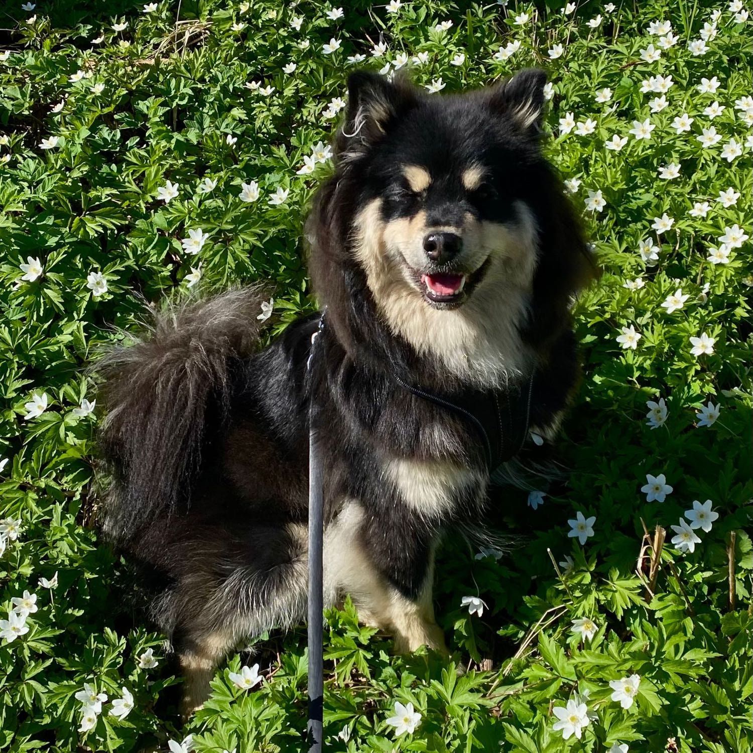 Halti - dog