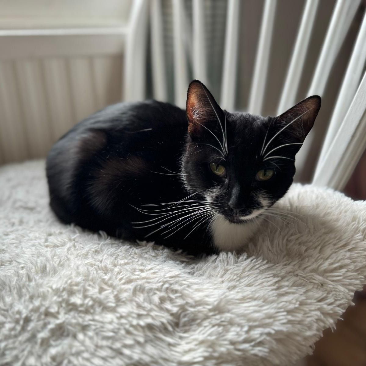 Portrait of Lottie, the cat