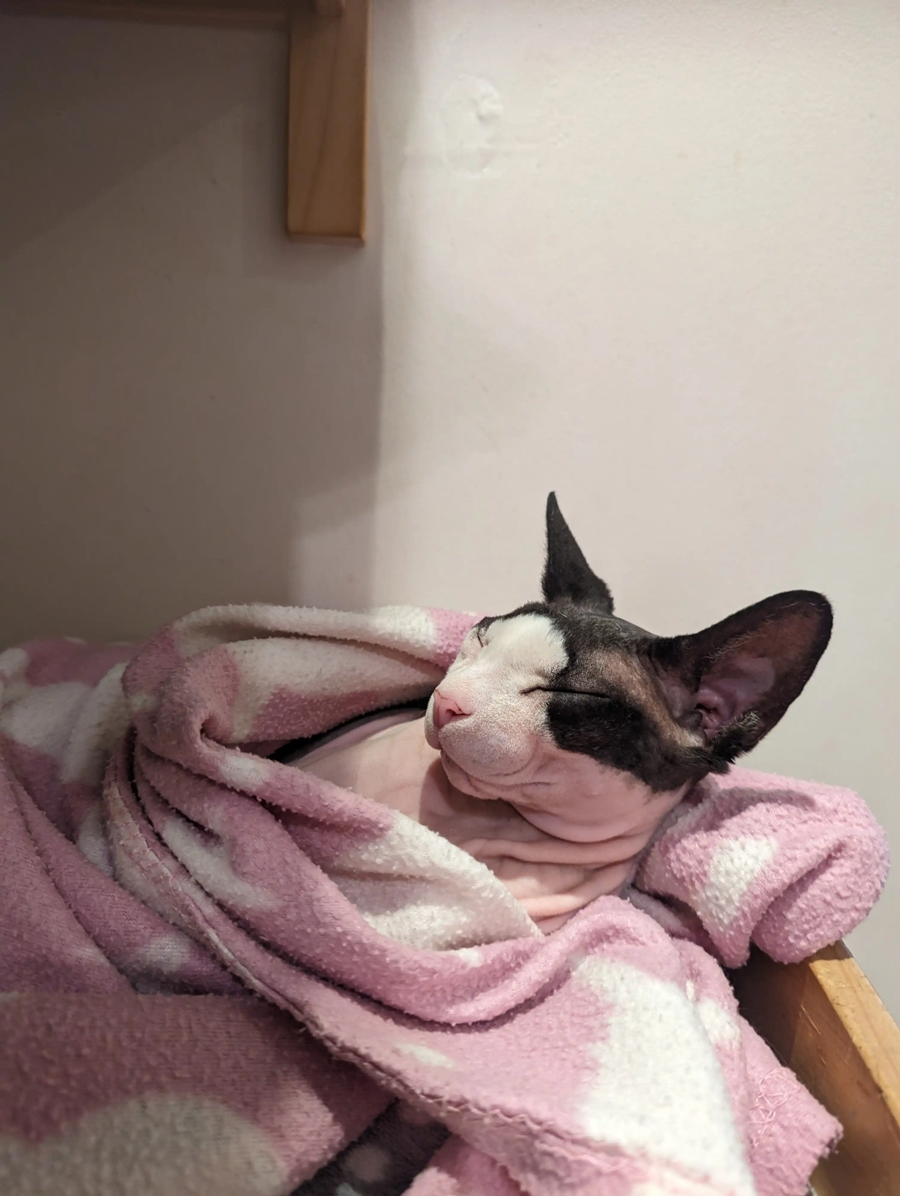 image-6