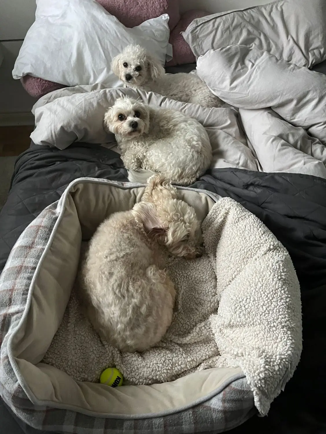image-4