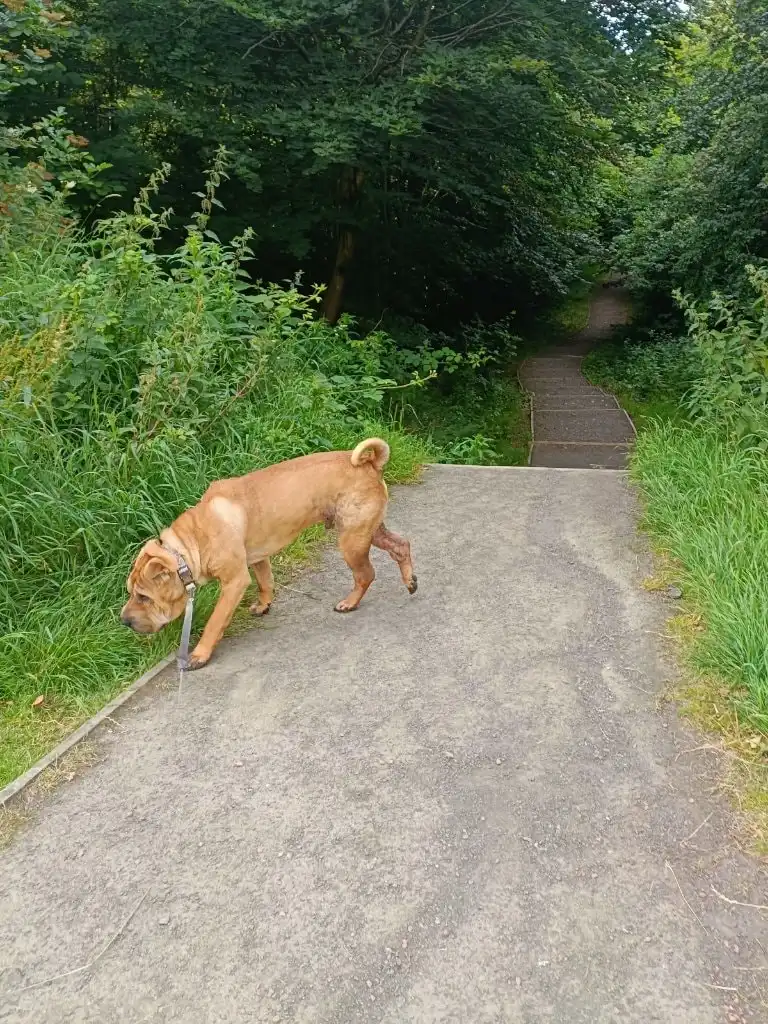 image-9