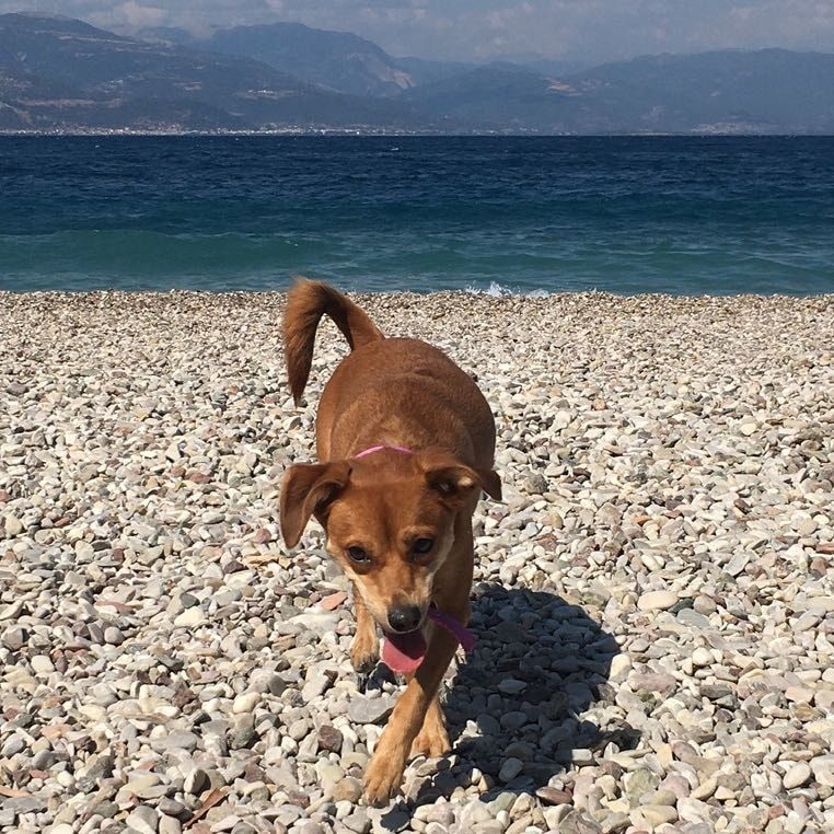 Portræt af Foxy, dog