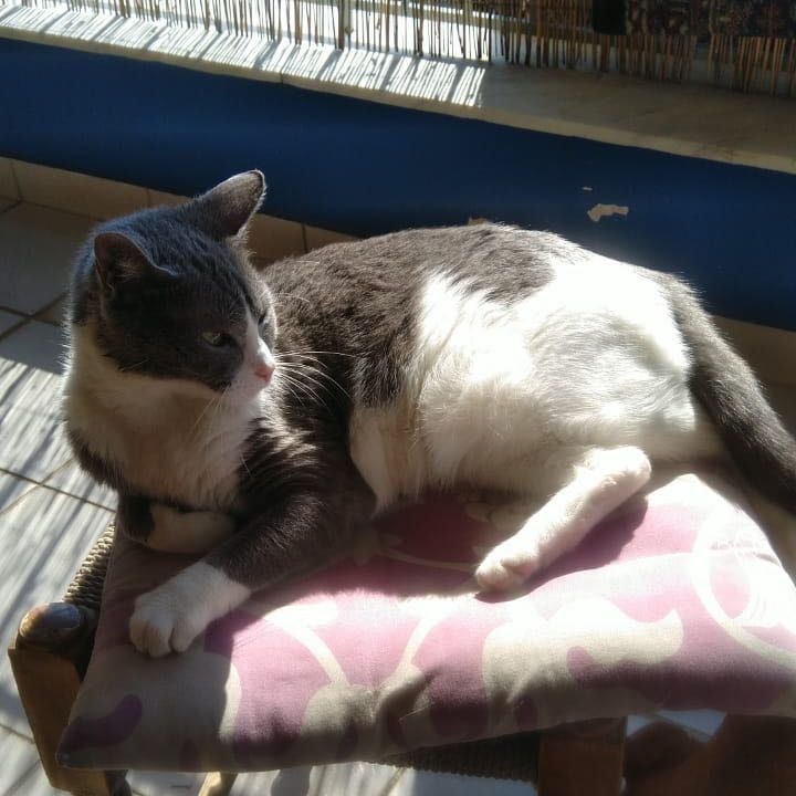 Portræt af Melek, cat
