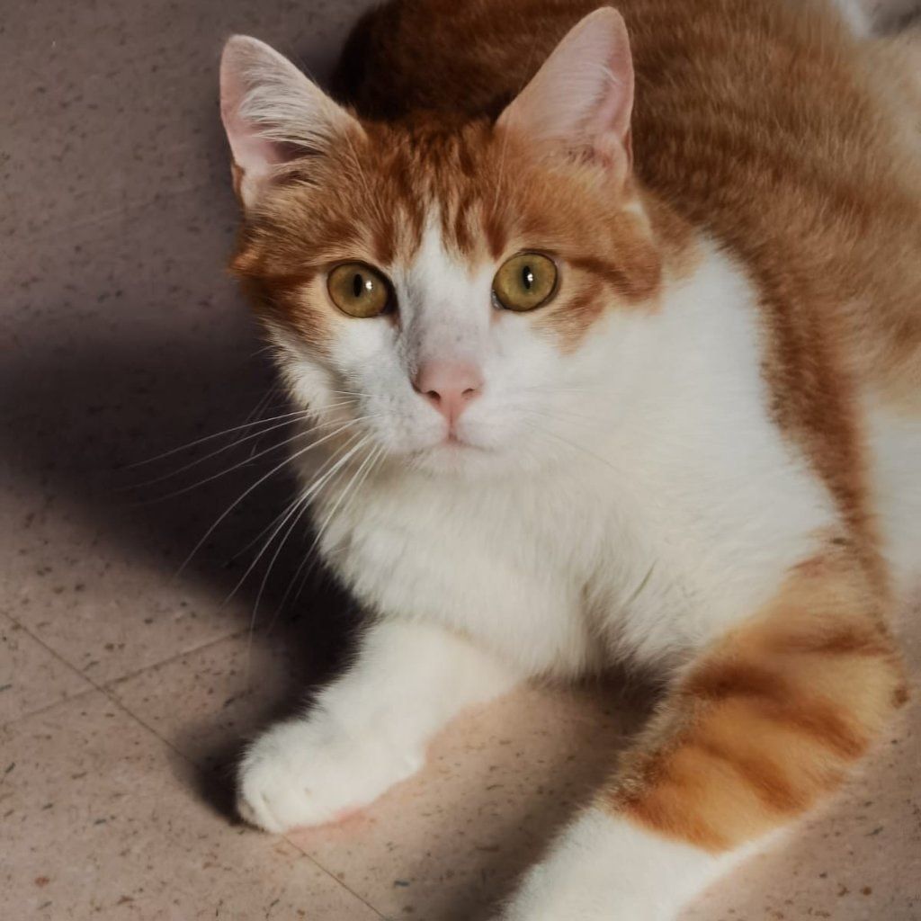 Portrait de Poki, la cat