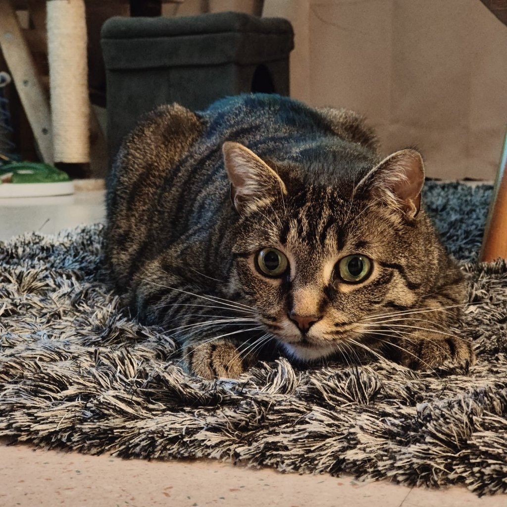 Portrait de Berlioz , la cat