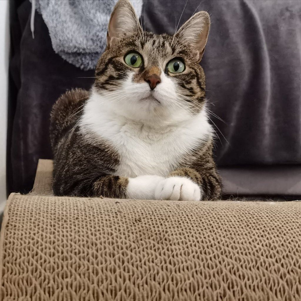 Portrait de Nanou, la cat