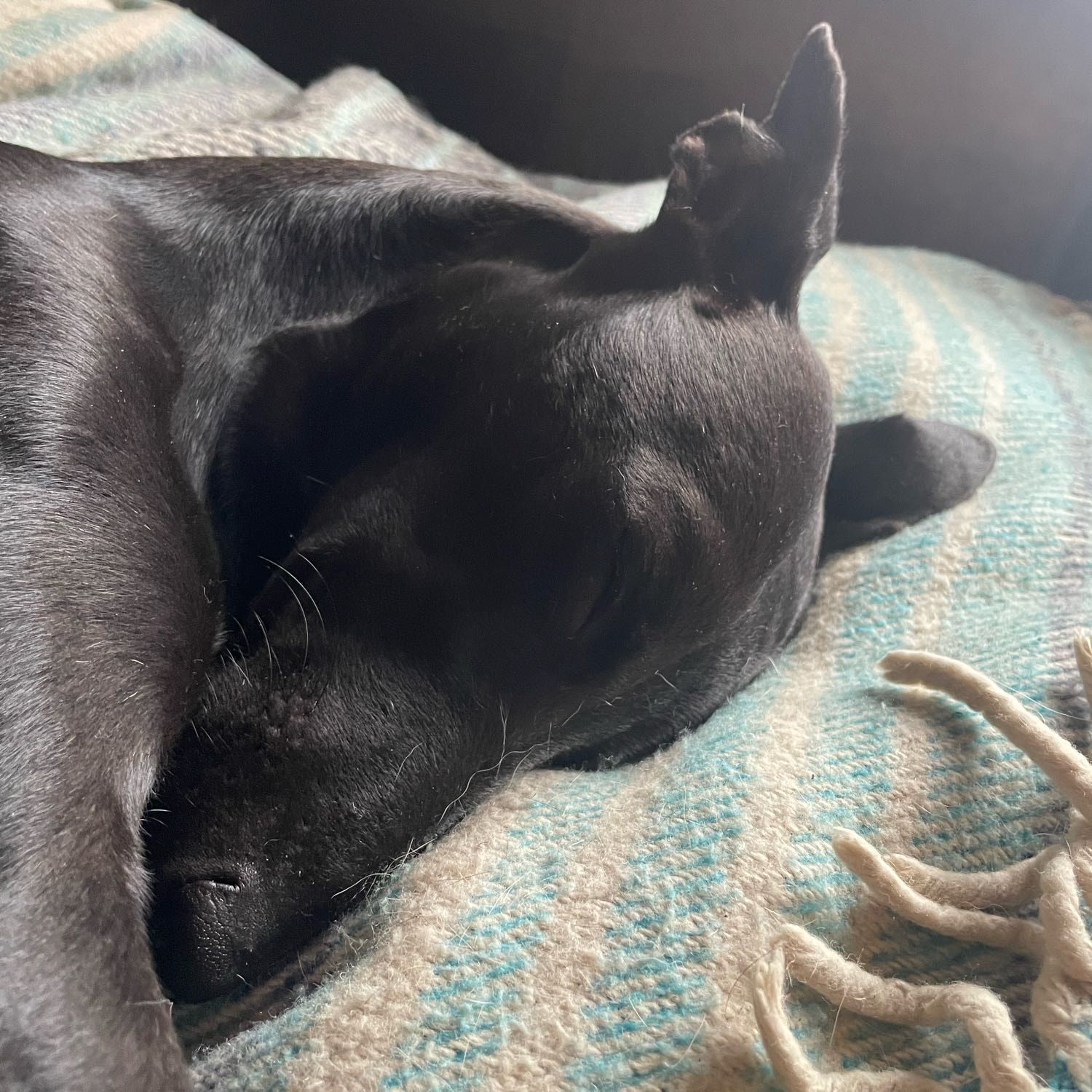 Portrait of Joe, the dog