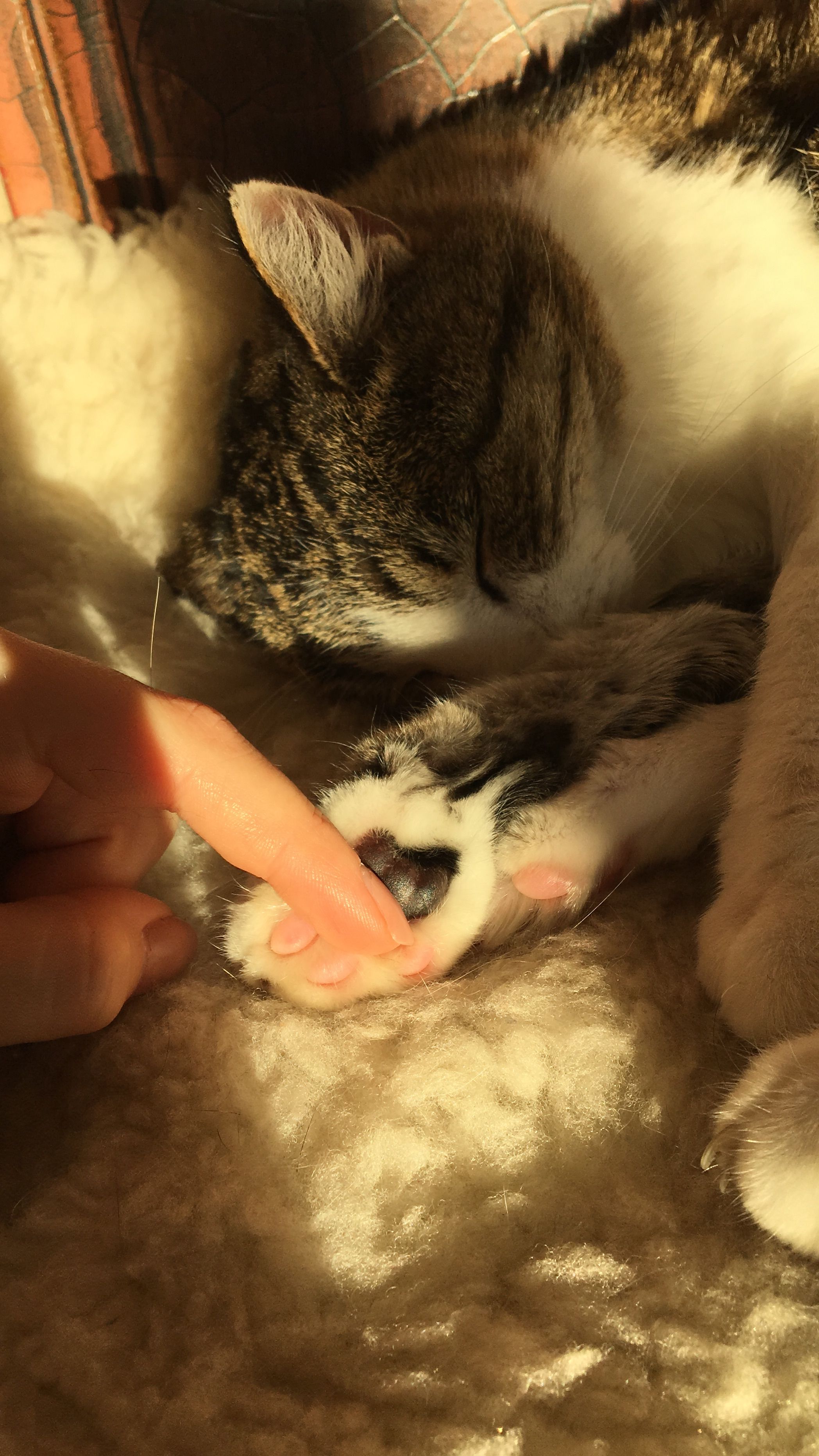 image-7