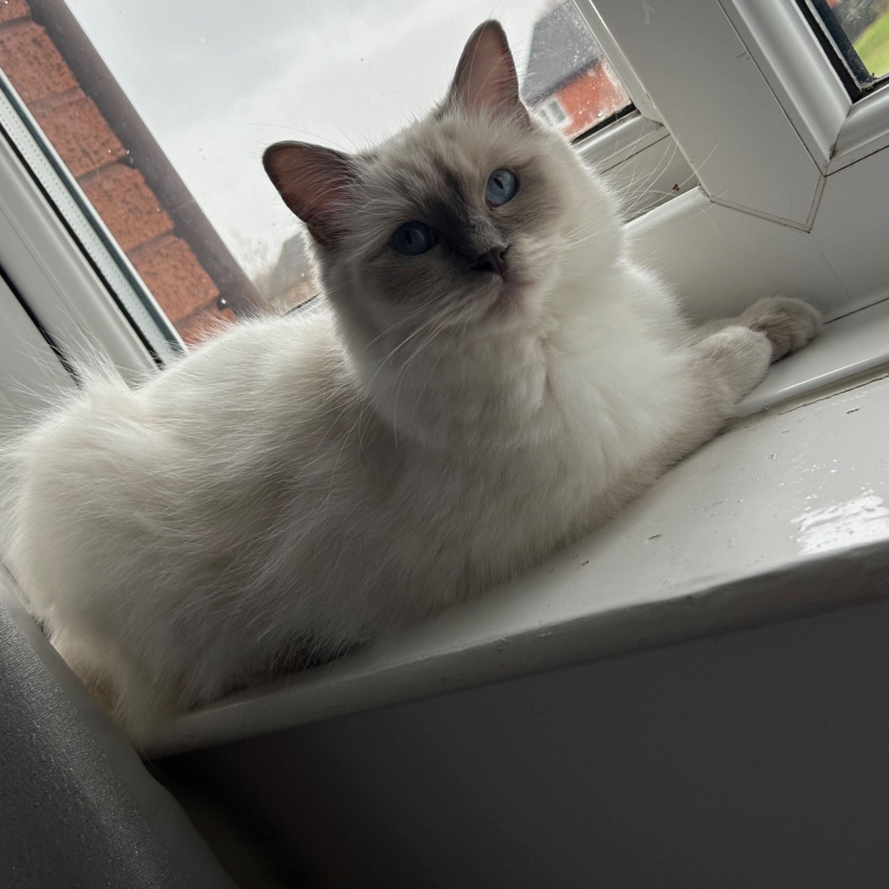 Portrait of Narla , the cat