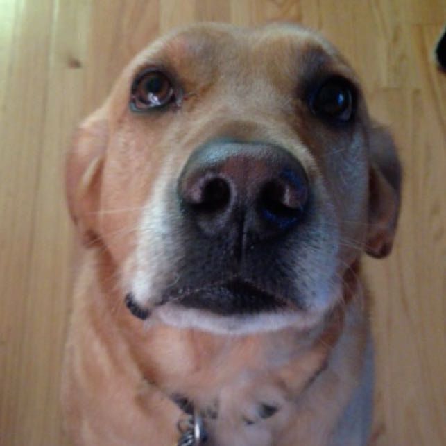 Portät von Boston, dog
